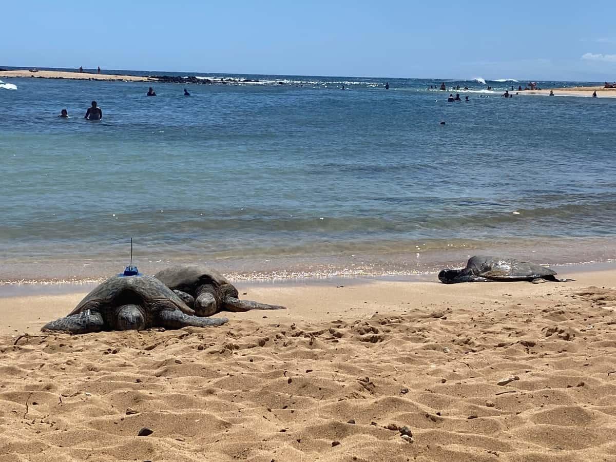 Poipu Beach Turtle