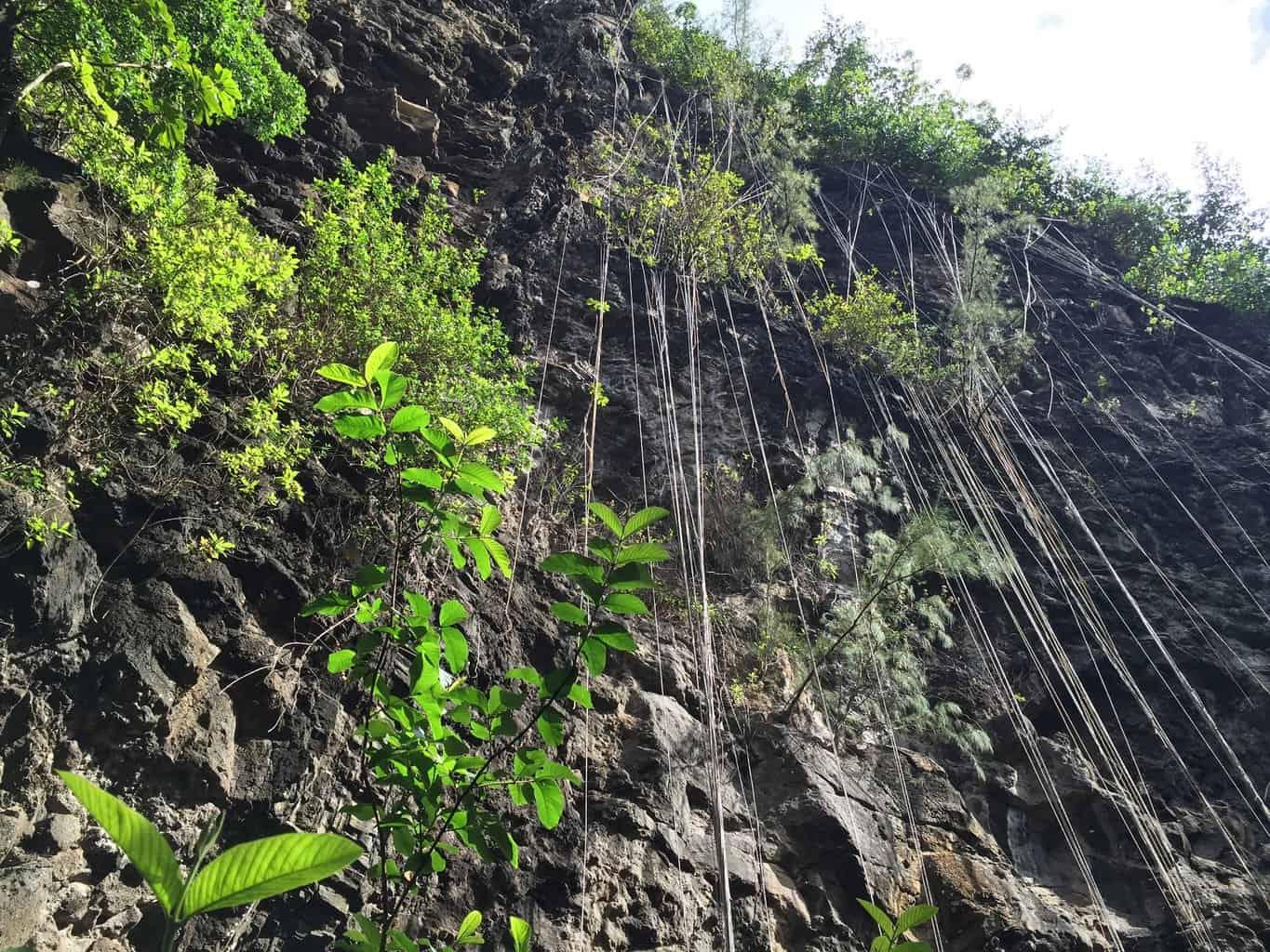 Blue Cave vines