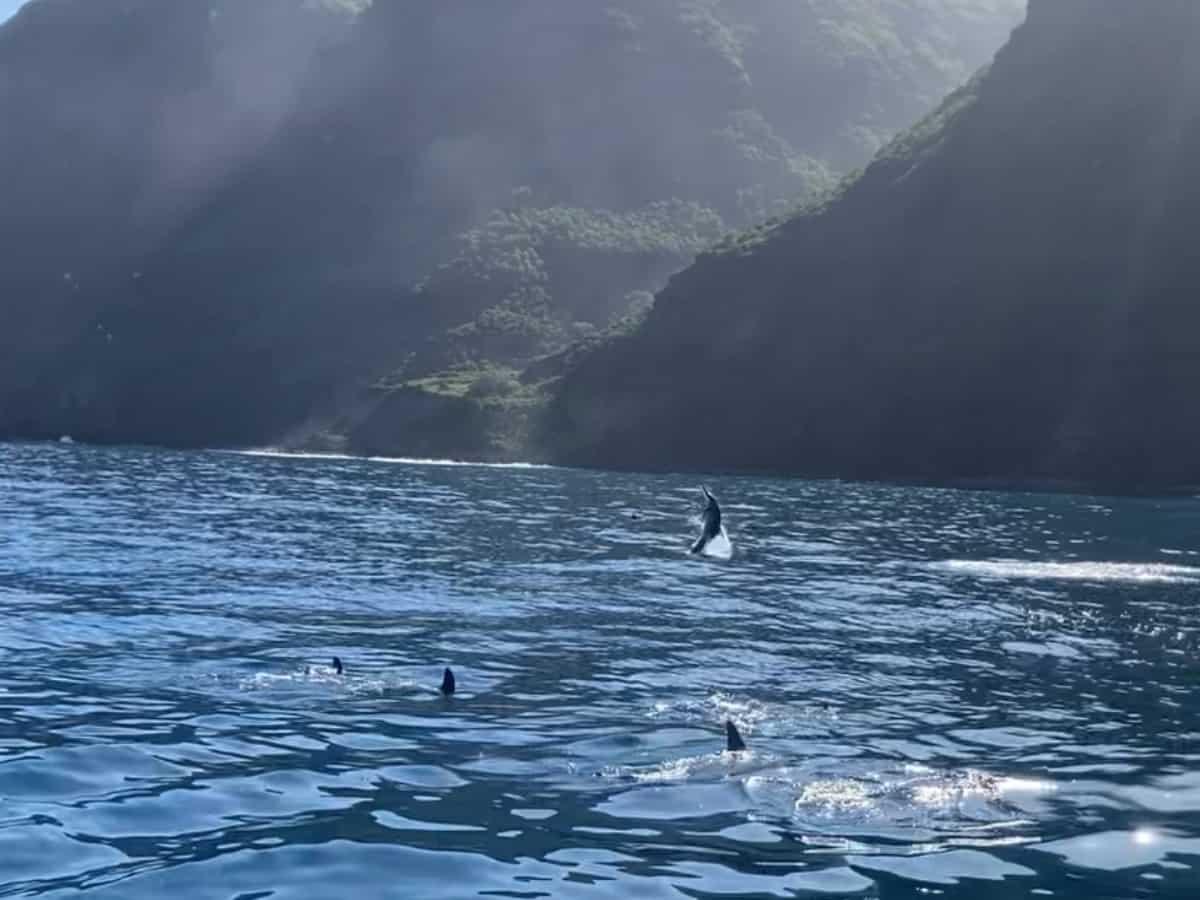 Dolphins jumping out of water