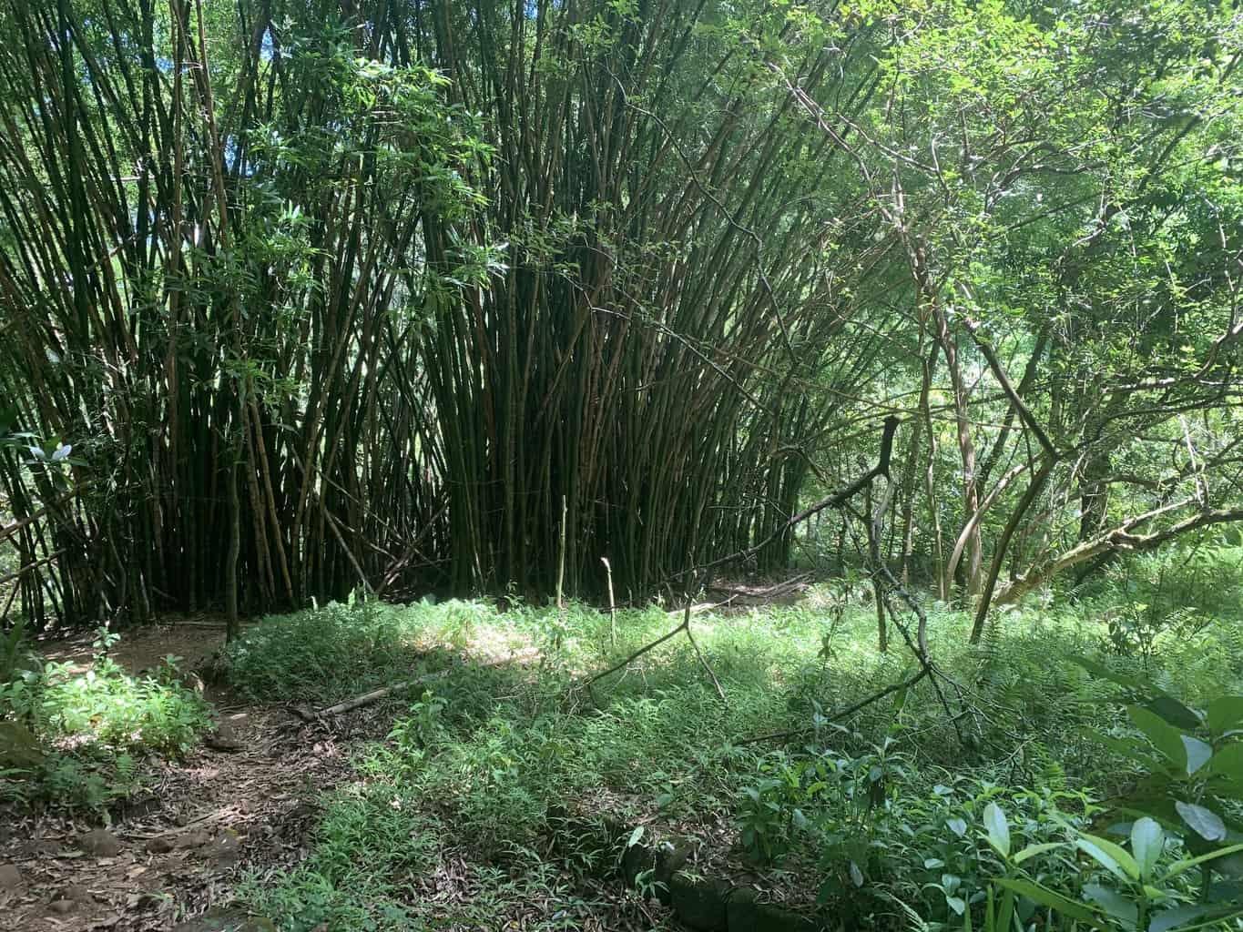 Hanakapiai Falls Trail