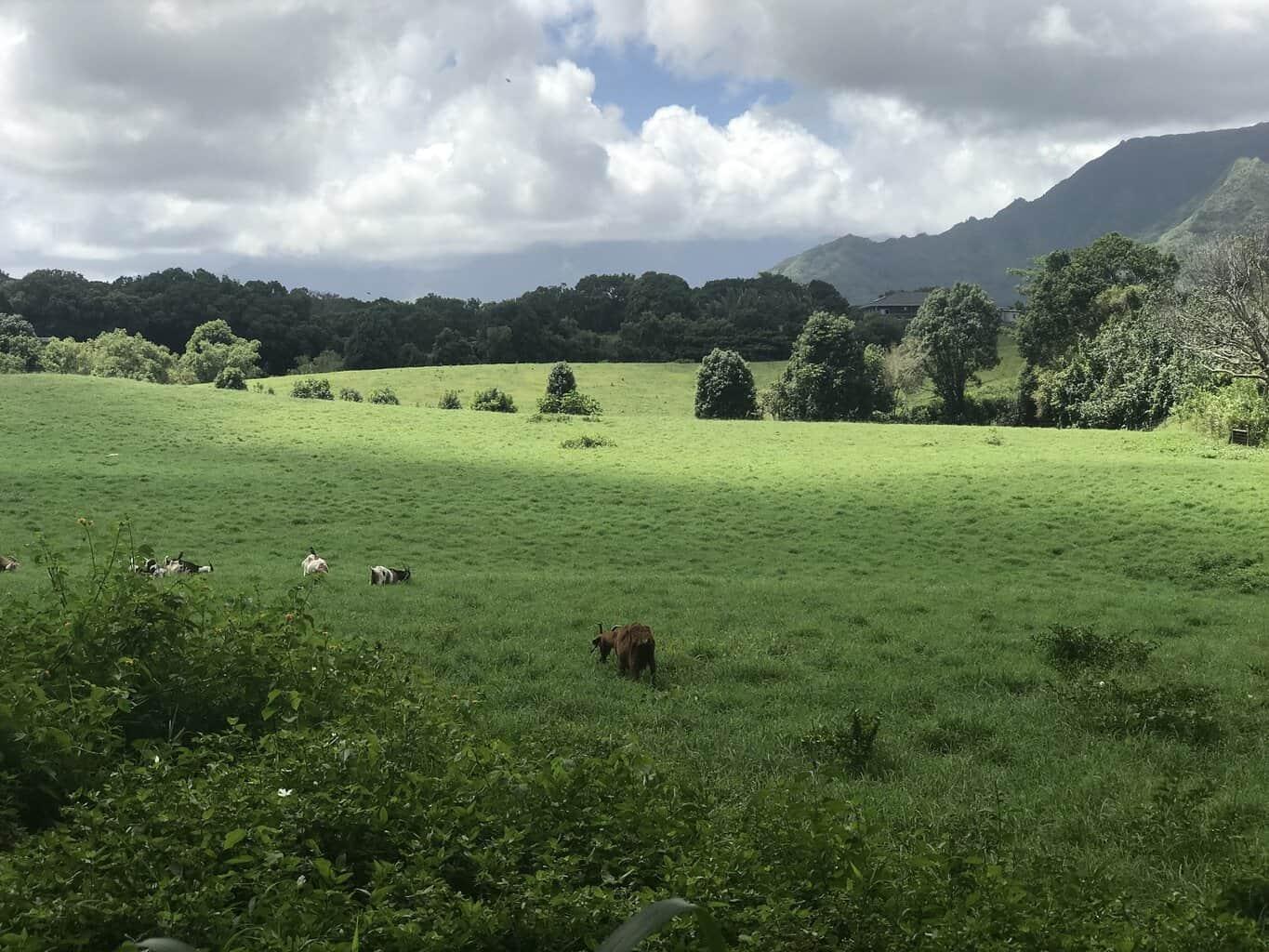 Hoopii Falls Kauai