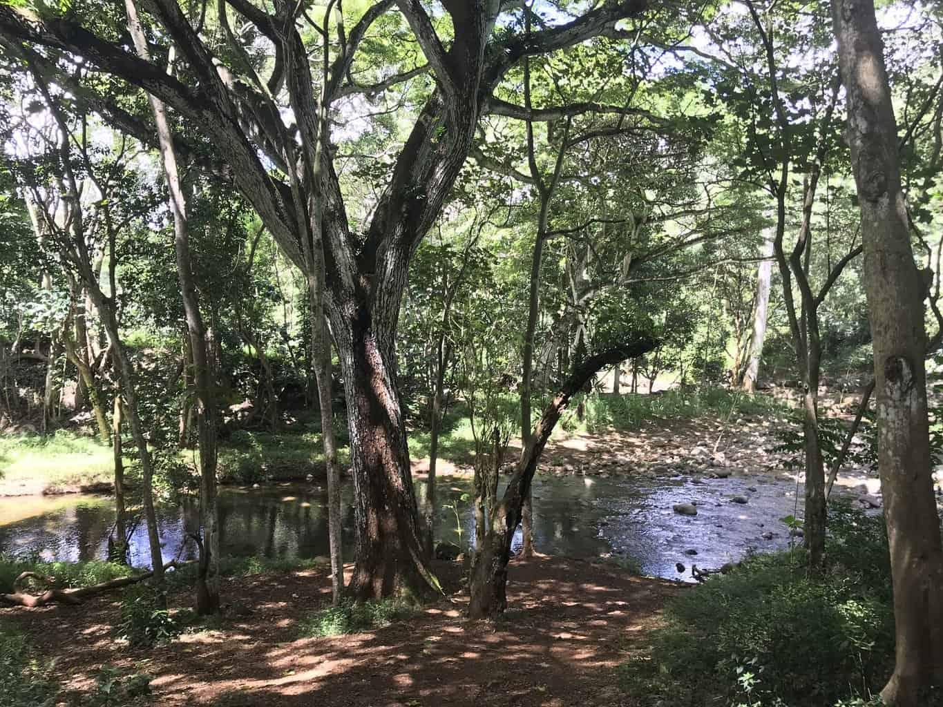 Hoopii Falls Kauai