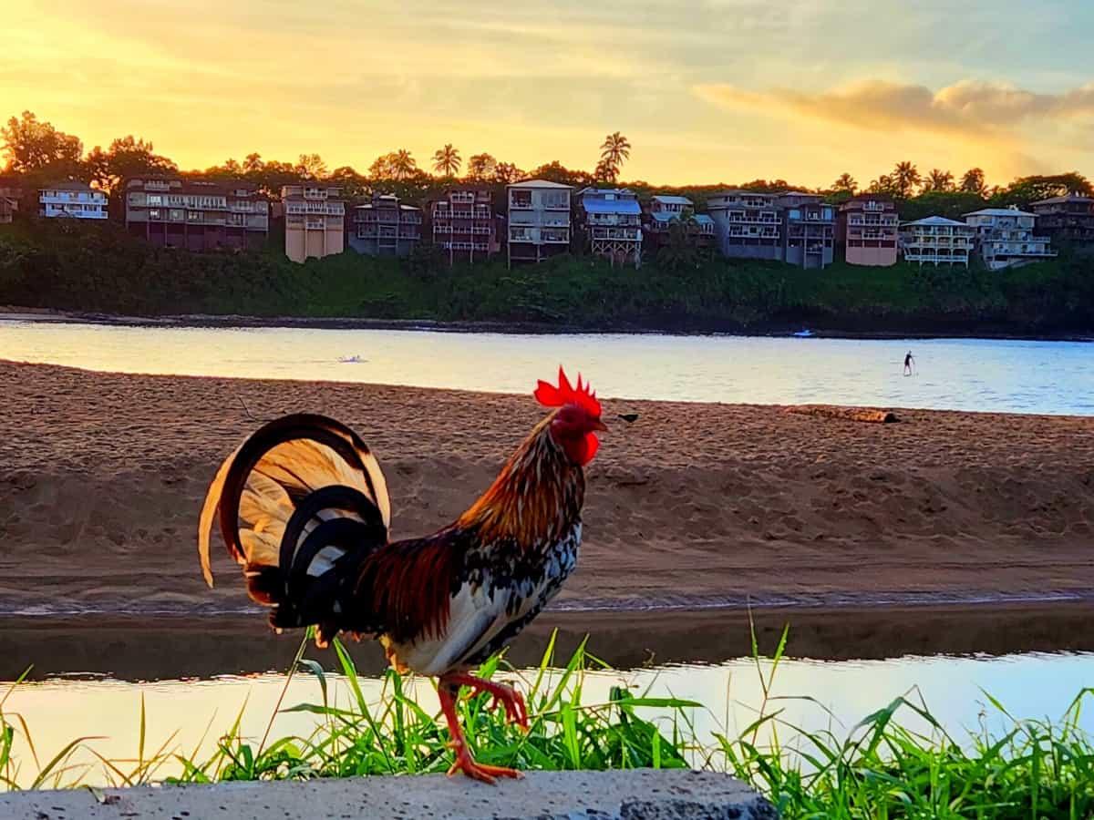 Lihue neighborhood chicken