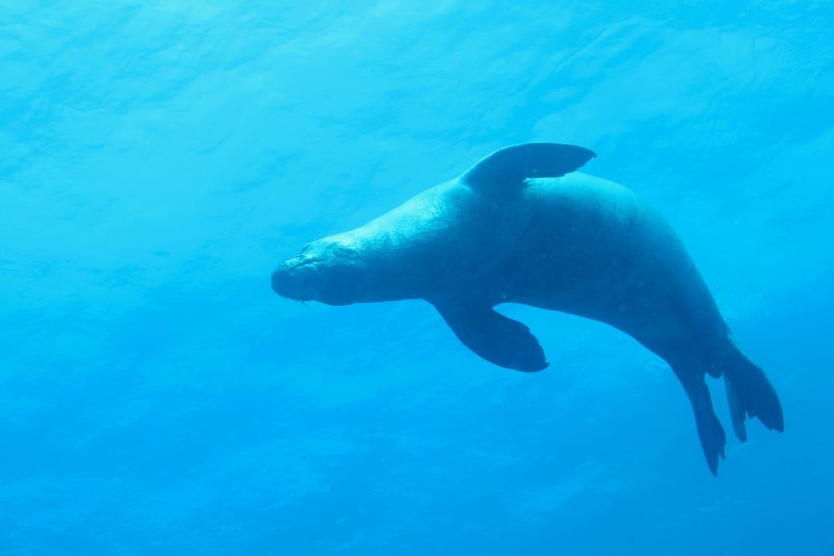 Niihau seals