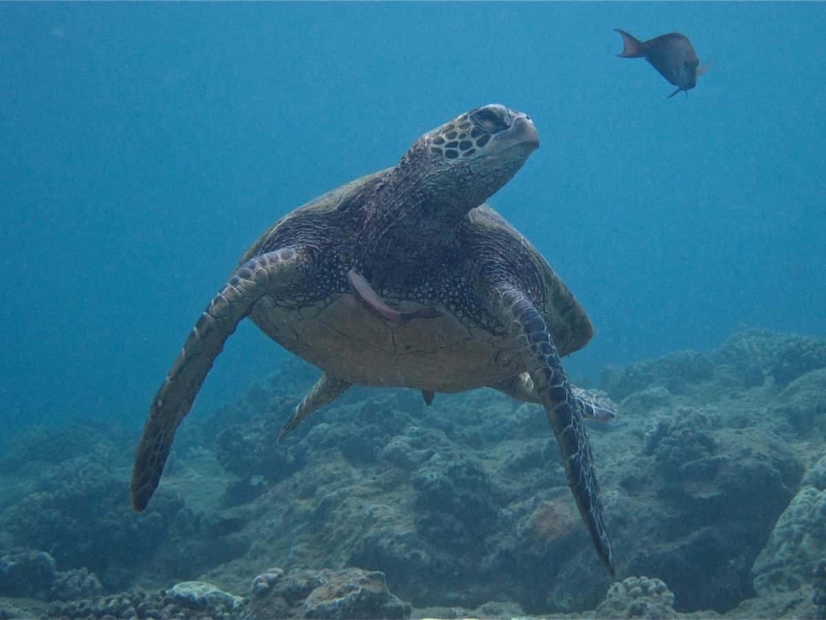 Sea turtles in Tunnels