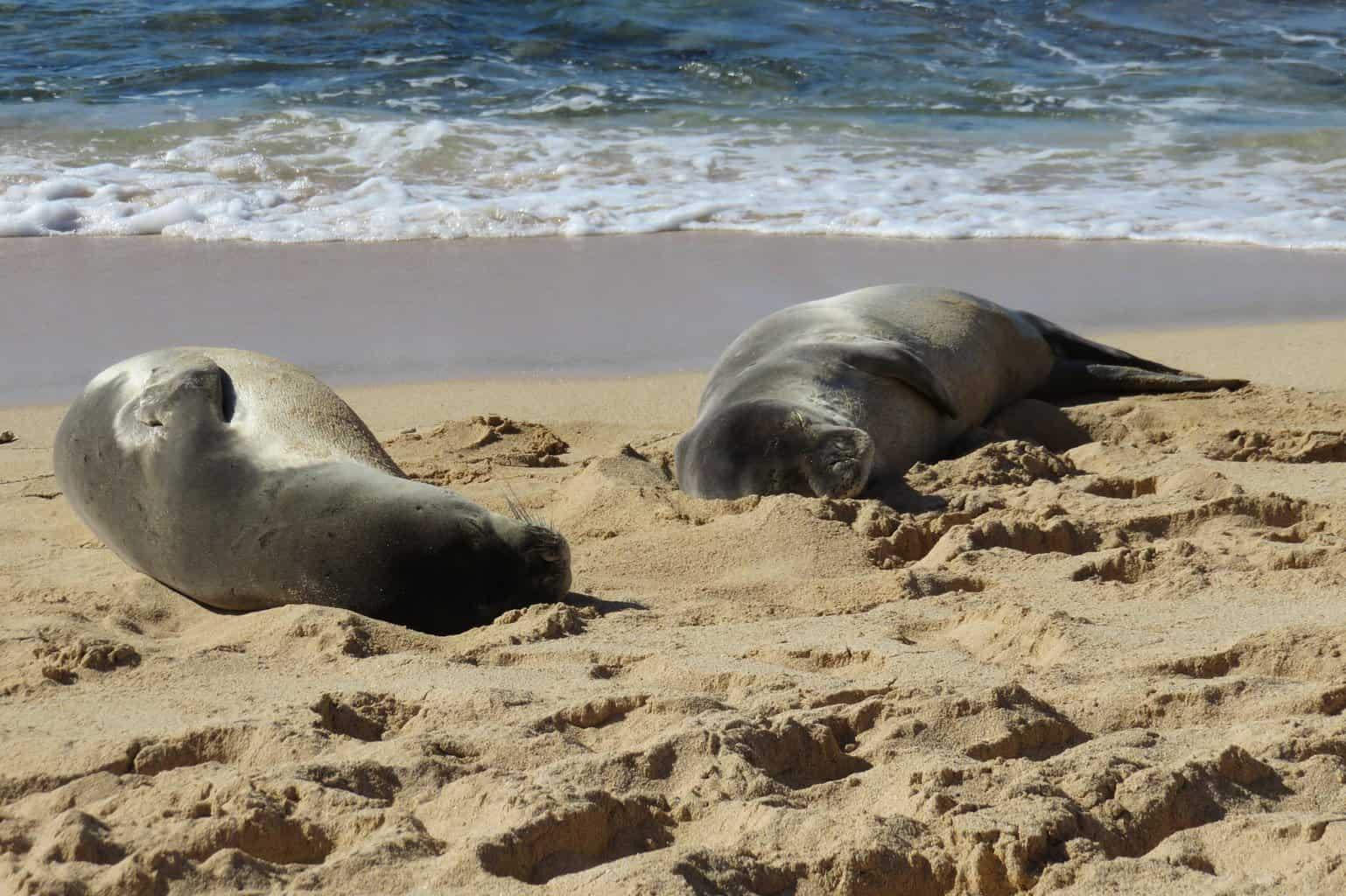 Hawaiian Monk Seal