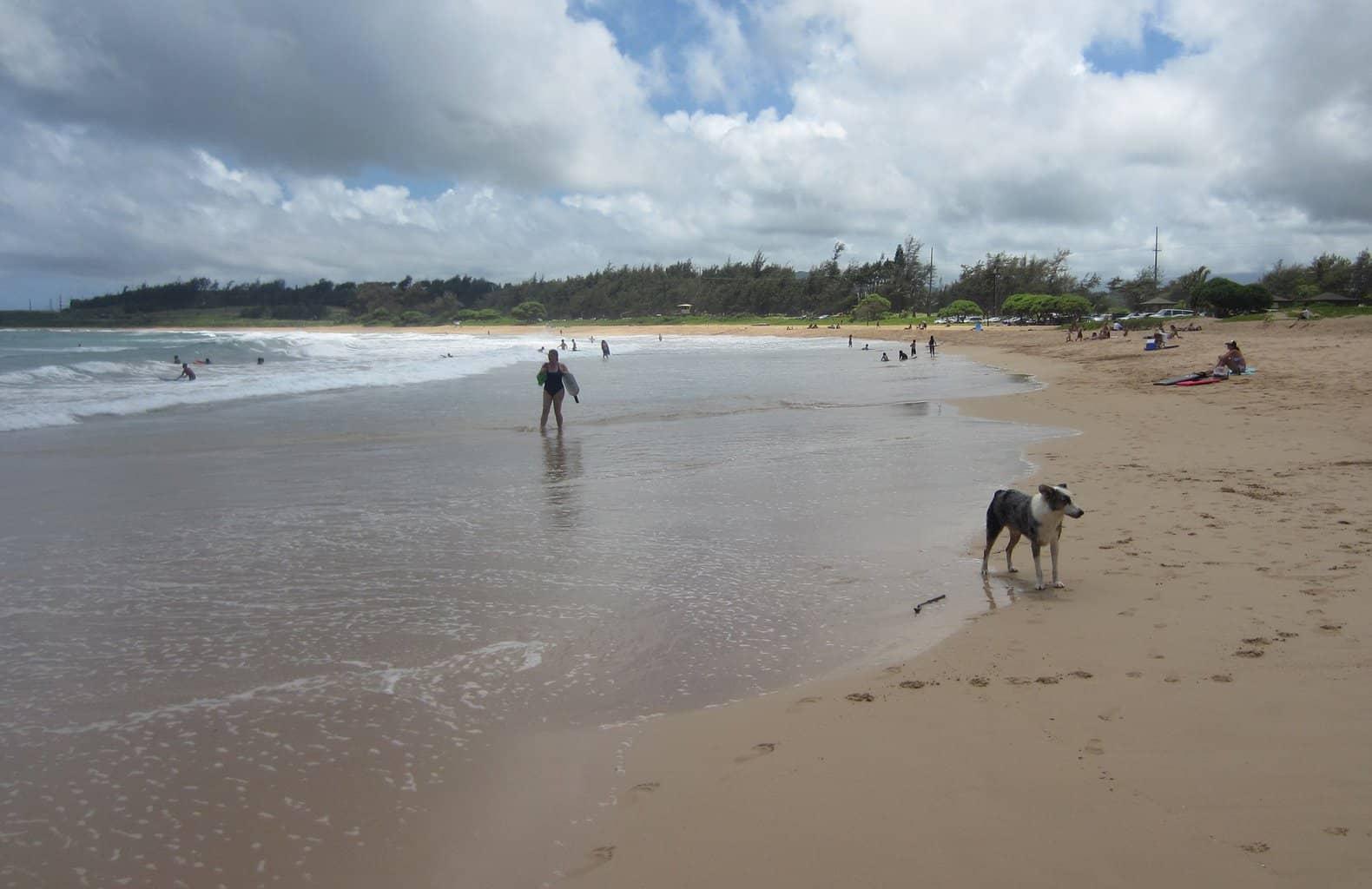 Dog at Kealia Beach