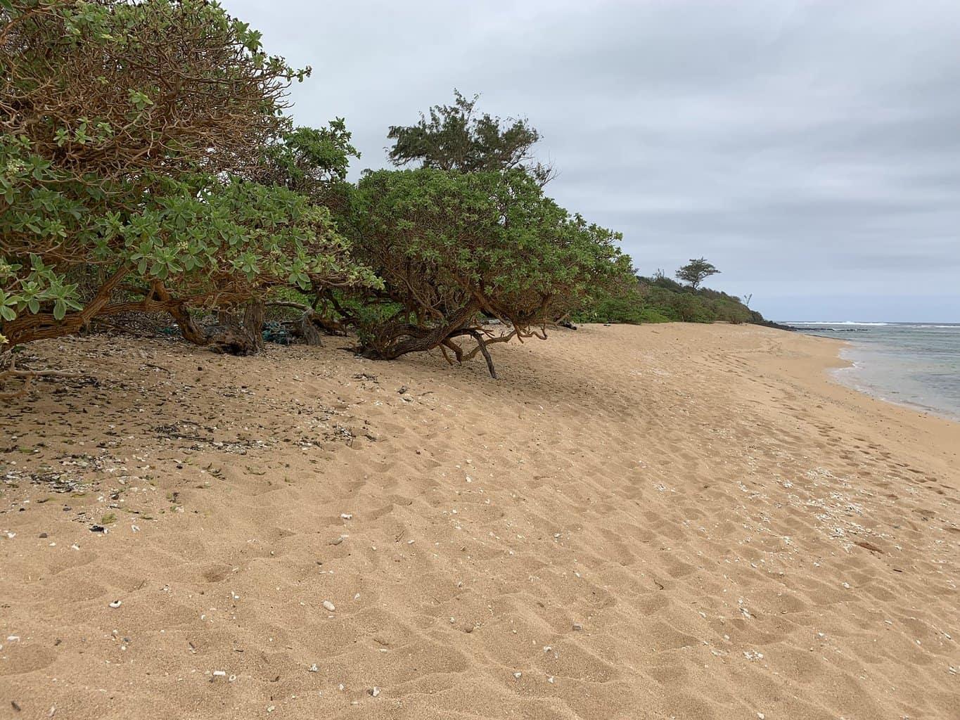 Larsen's Beach