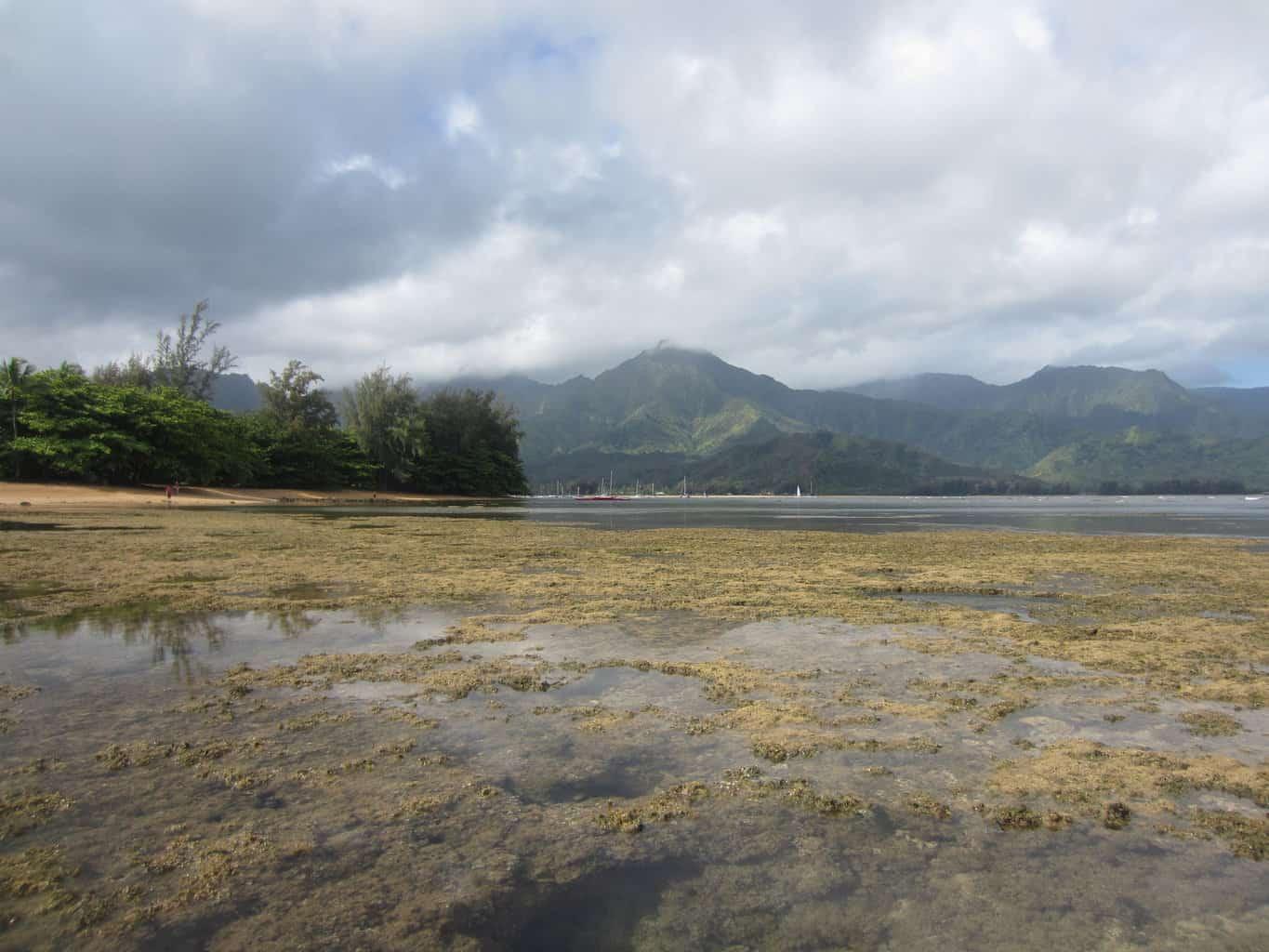 Puu Poa Beach Reef