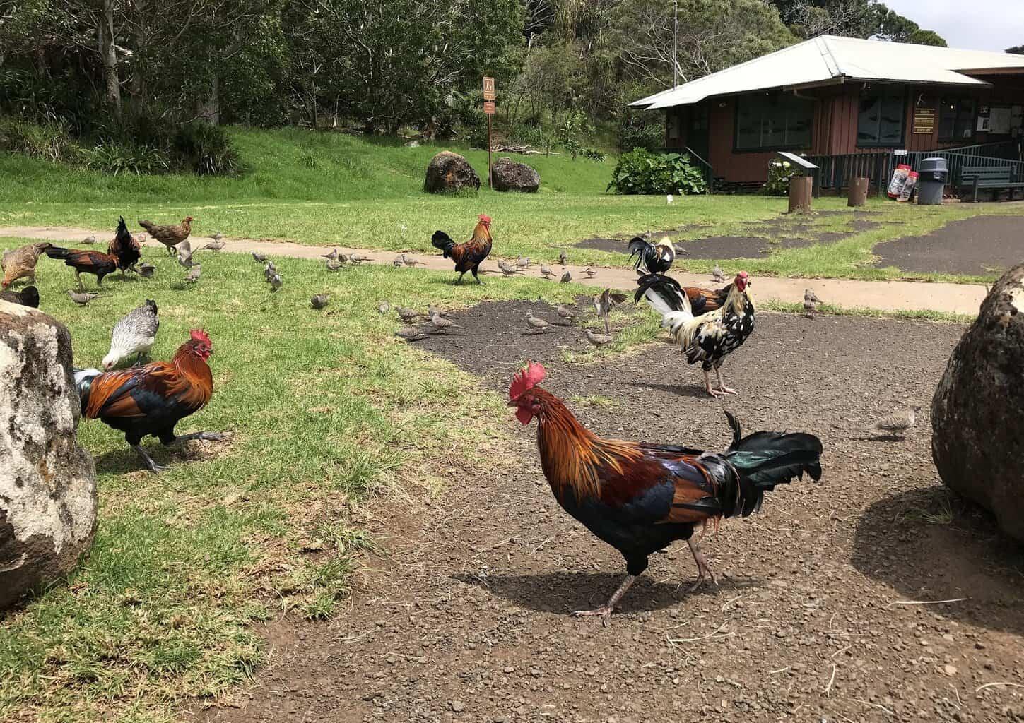 Kauai Animals