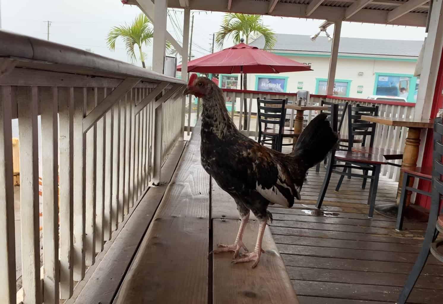 Kauai Chickens