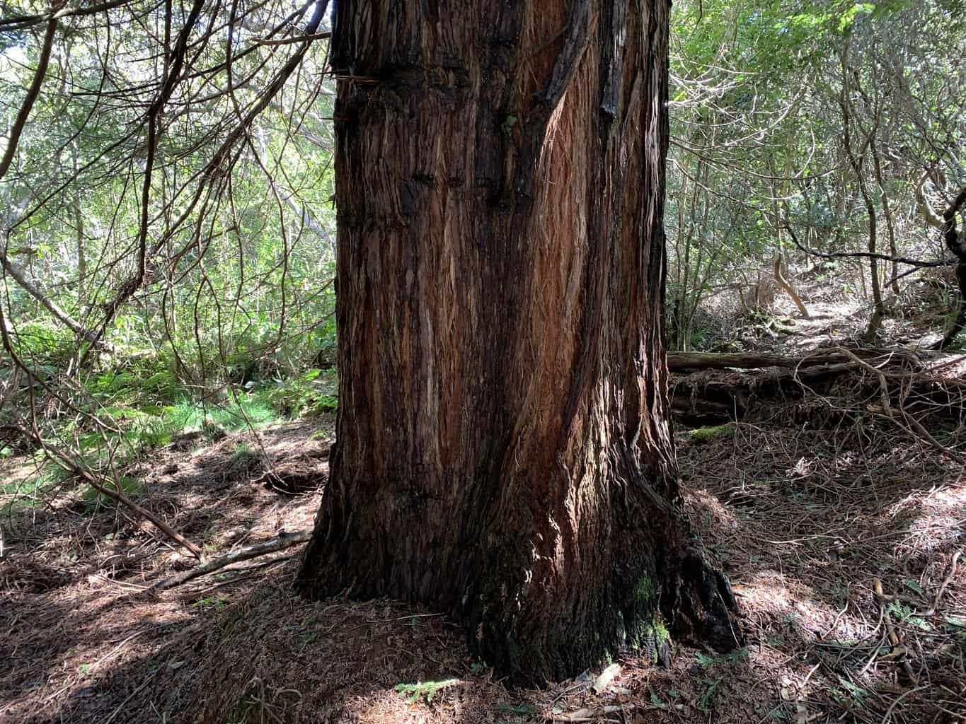 Kauai Redwood Trees