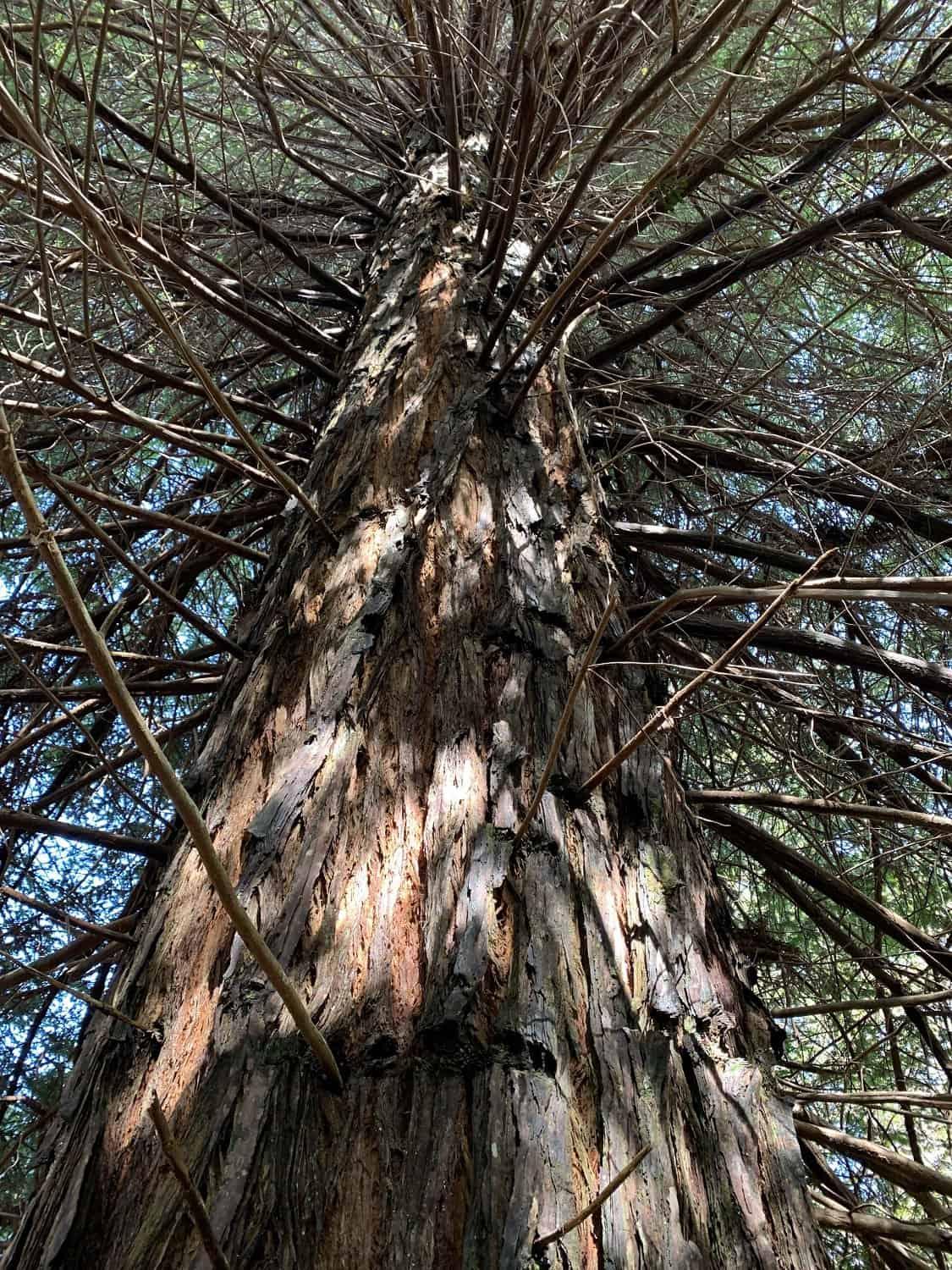 Kauai Redwood Trees