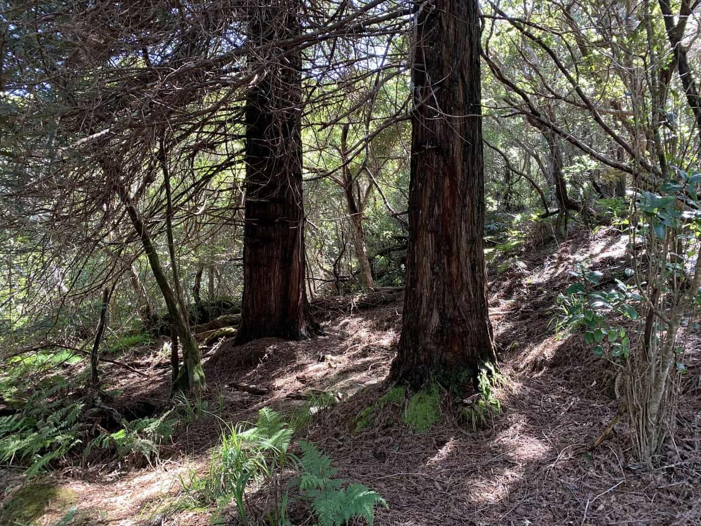 Kauai Redwood Trees