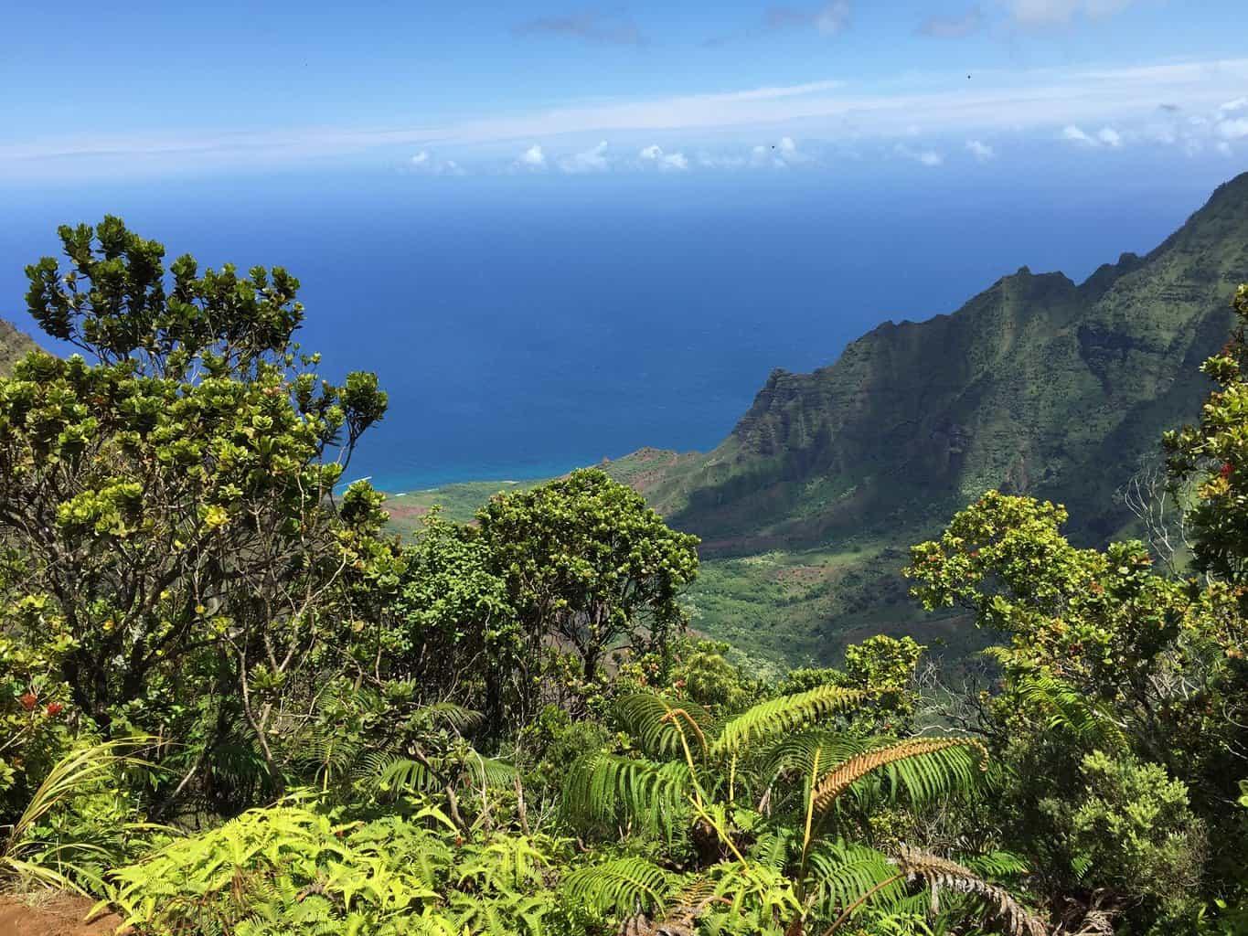 Pihea Trail