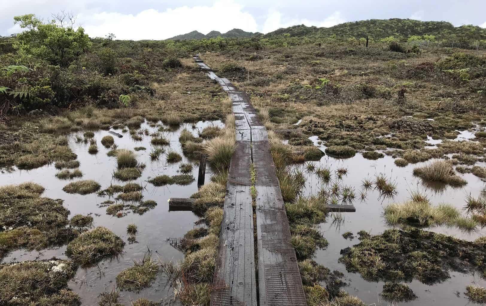 Alakai Swamp Trail