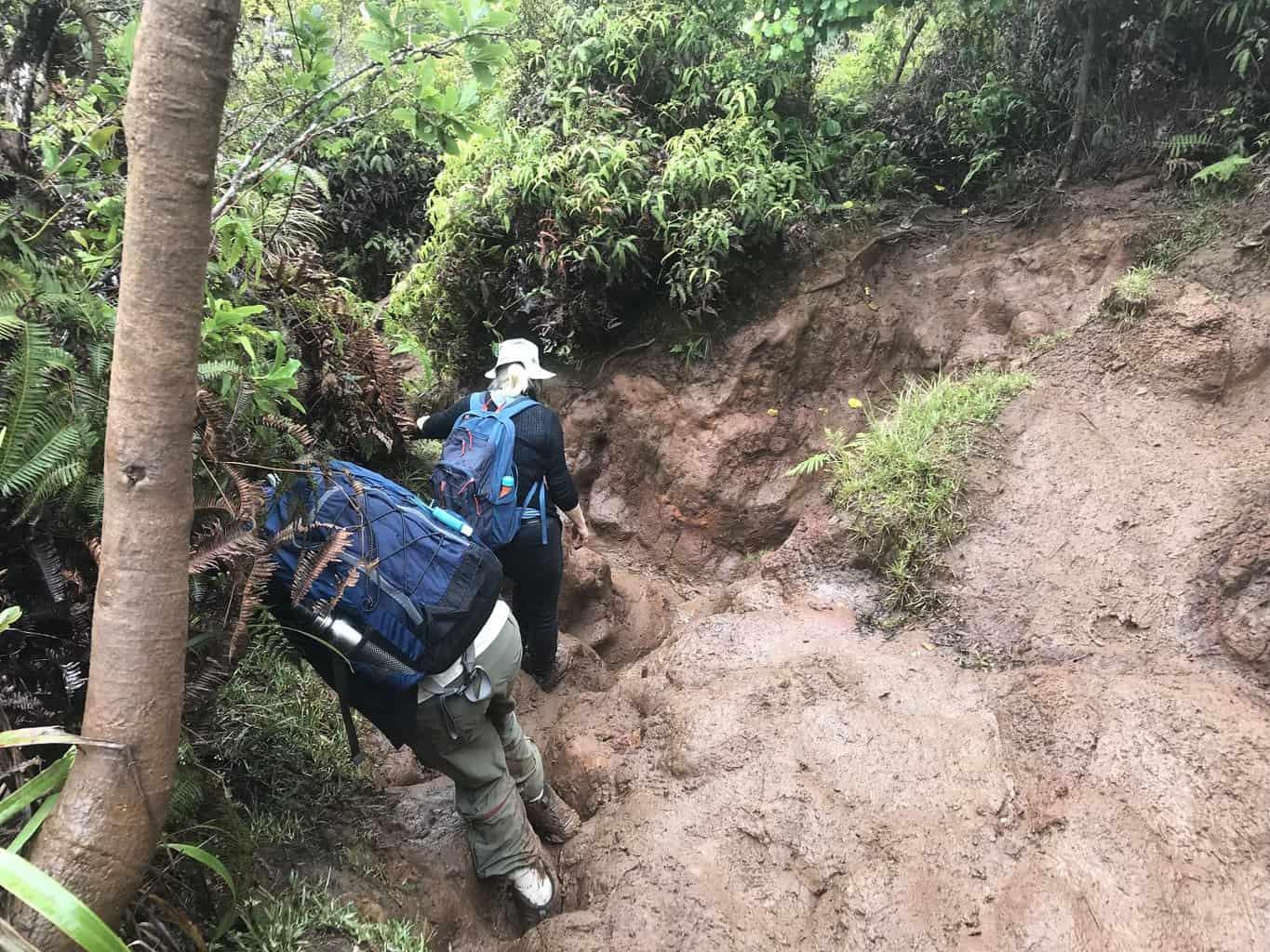 Alakai Swamp Trail