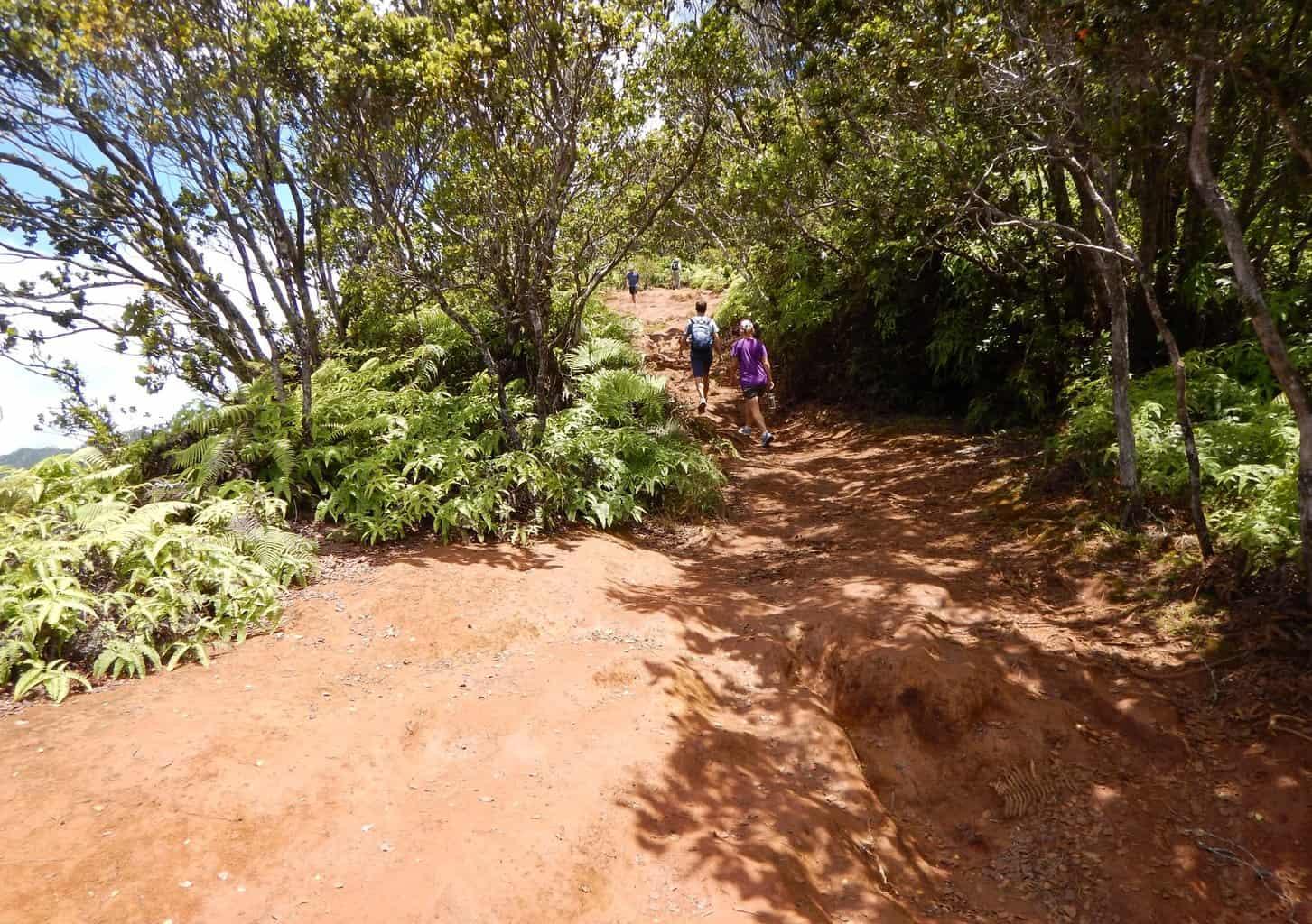 Pihea Trail