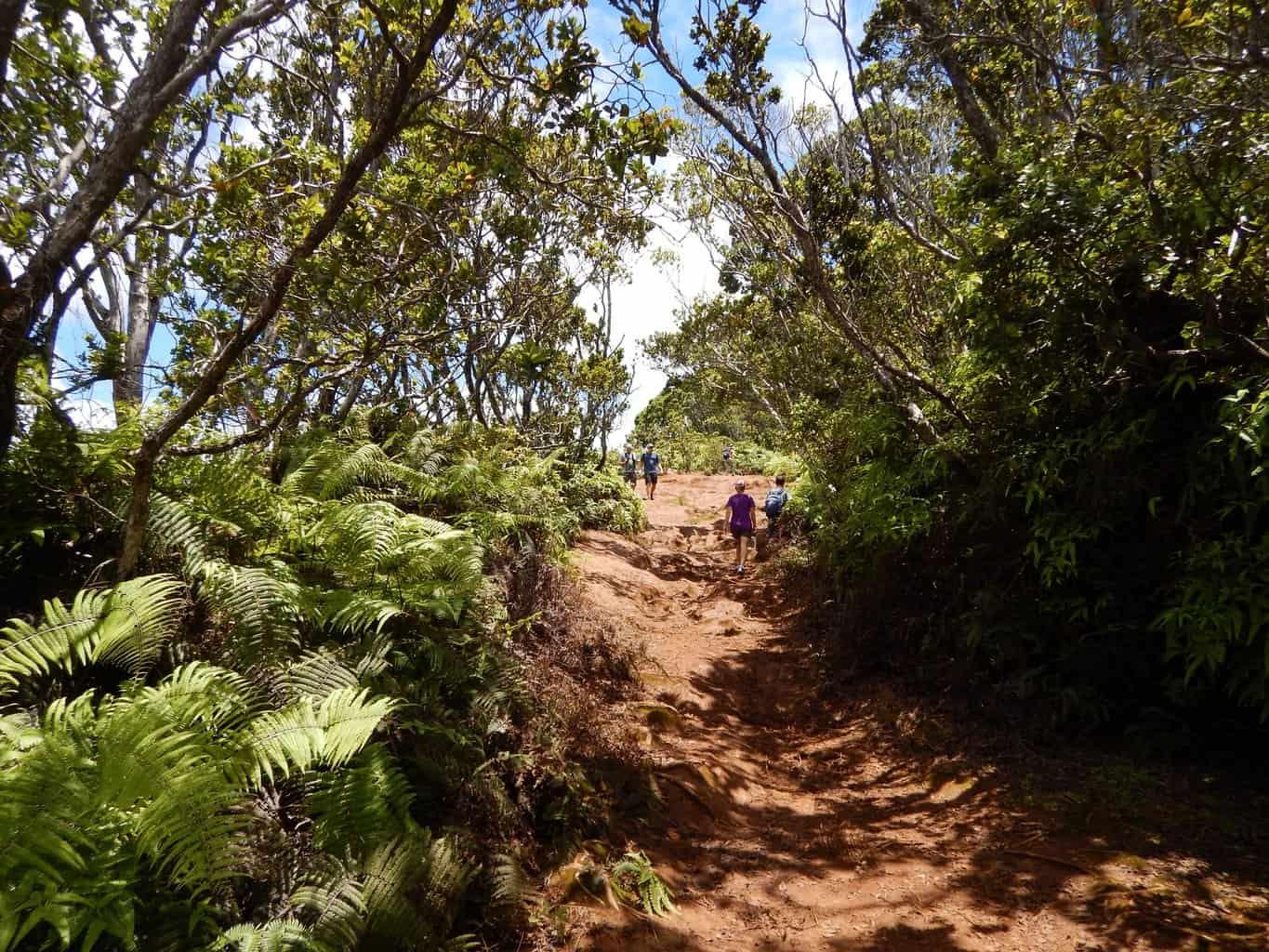 Pihea Trail