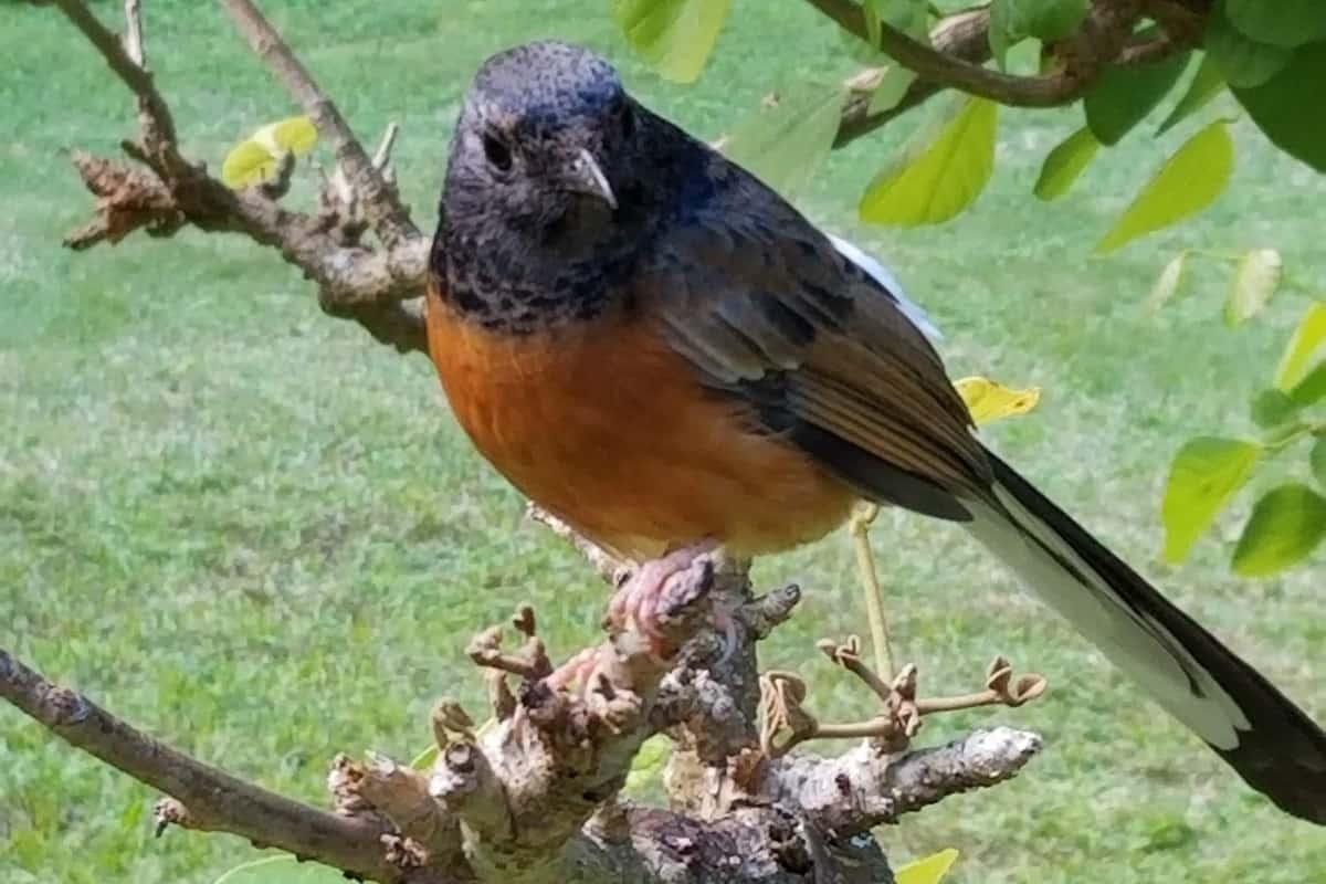 Birds on Mahaulepu Heritage Trail