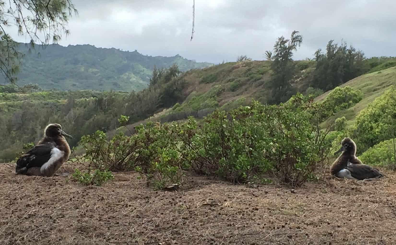 Moloaa Bay Ranch Coastal Trail