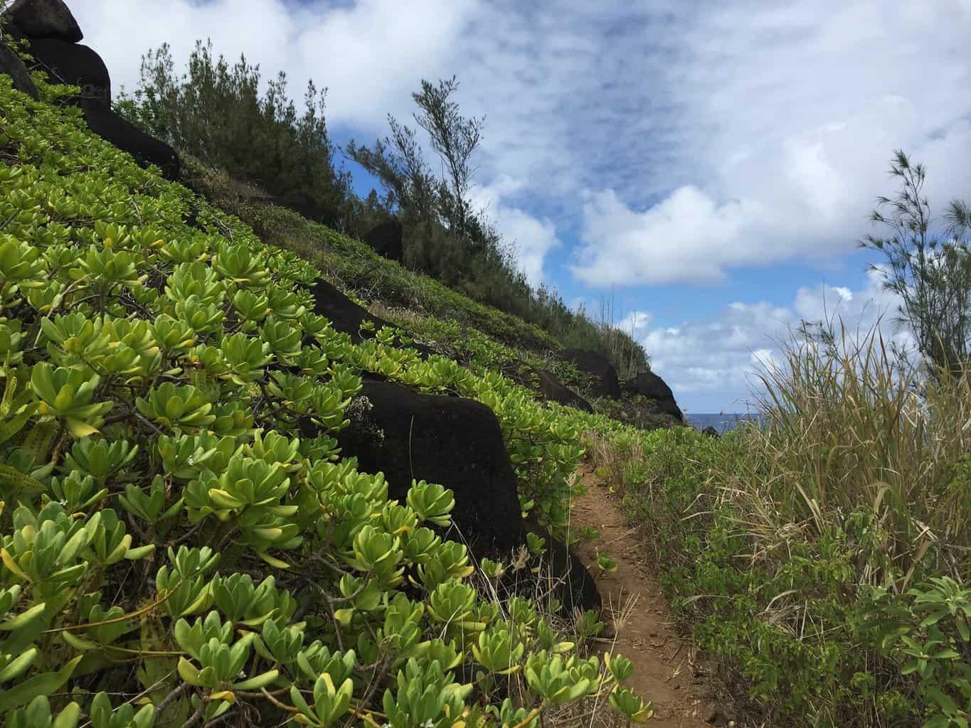 Moloaa Bay Ranch Coastal Trail