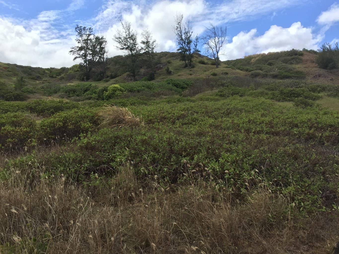 Moloaa Bay Ranch Coastal Trail