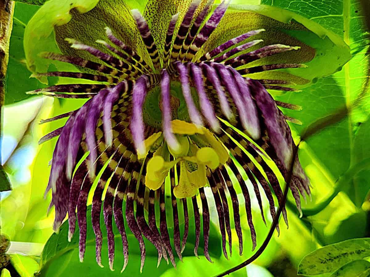 Purple and green plants