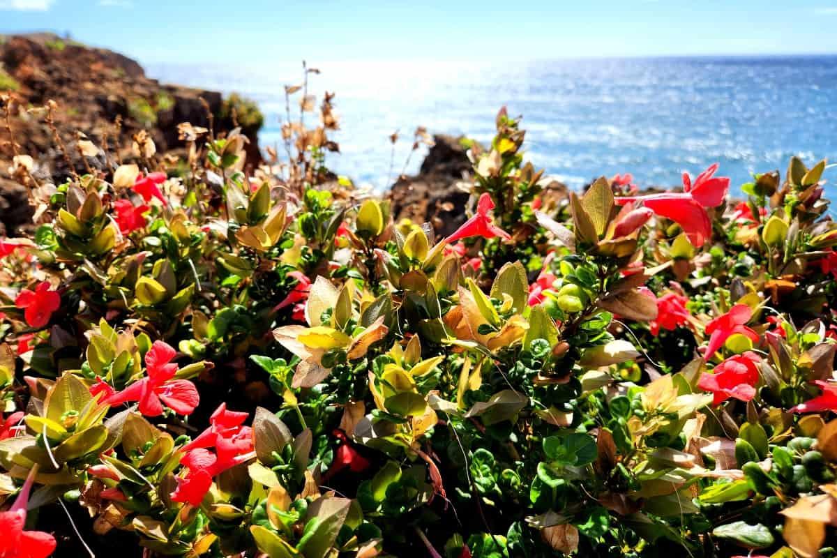 Mahaulepu Heritage Trail flowers