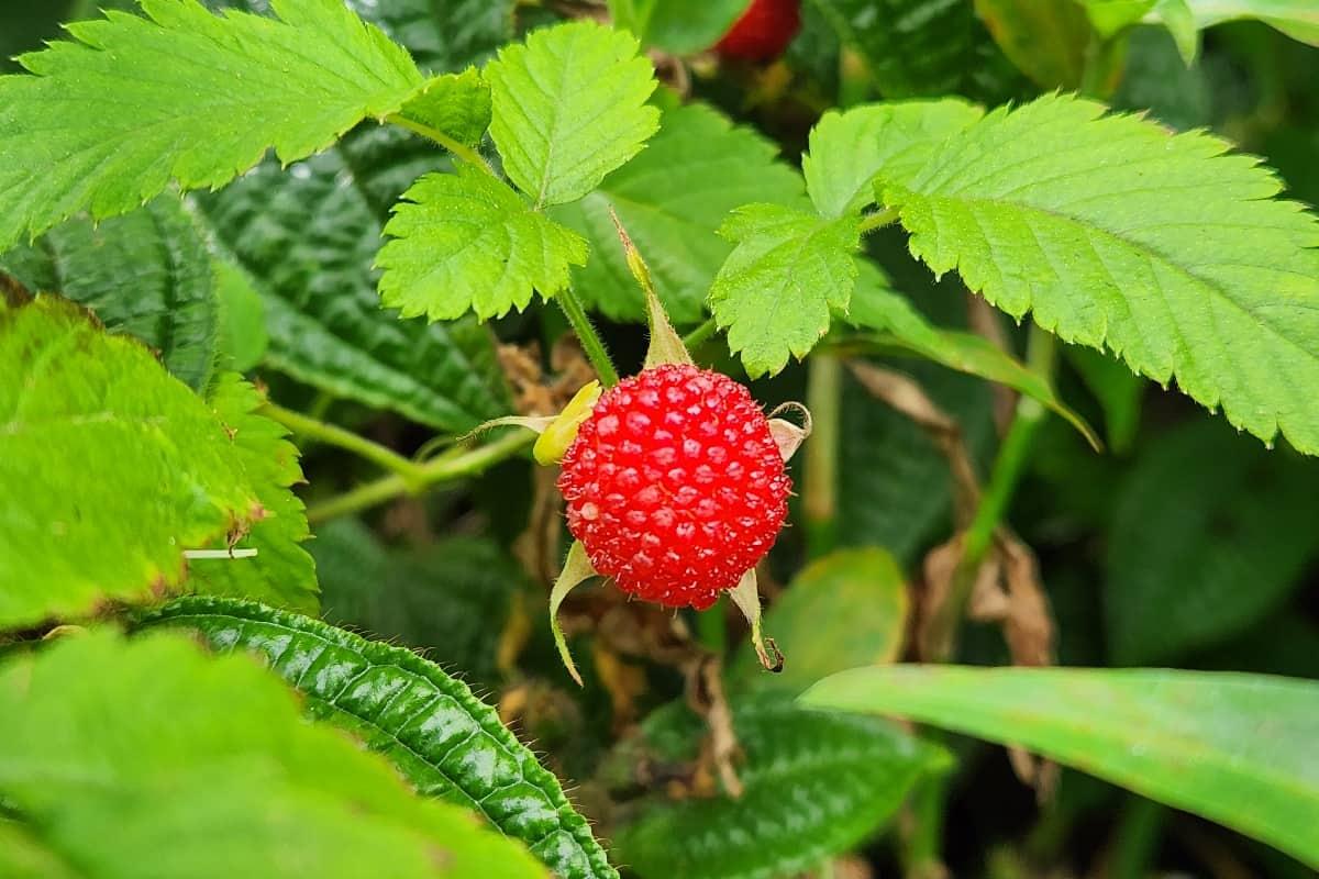 Fruits on Kuilau trail