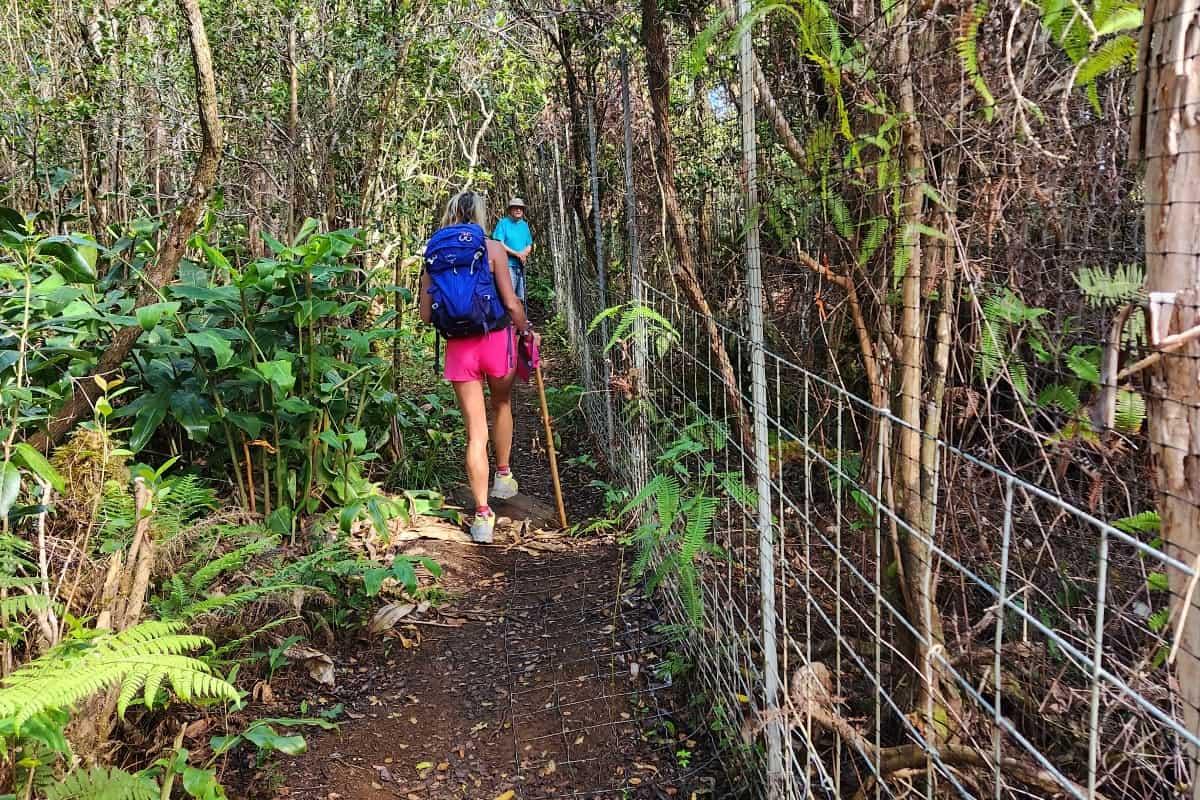 Honopu Ridge Trail fence