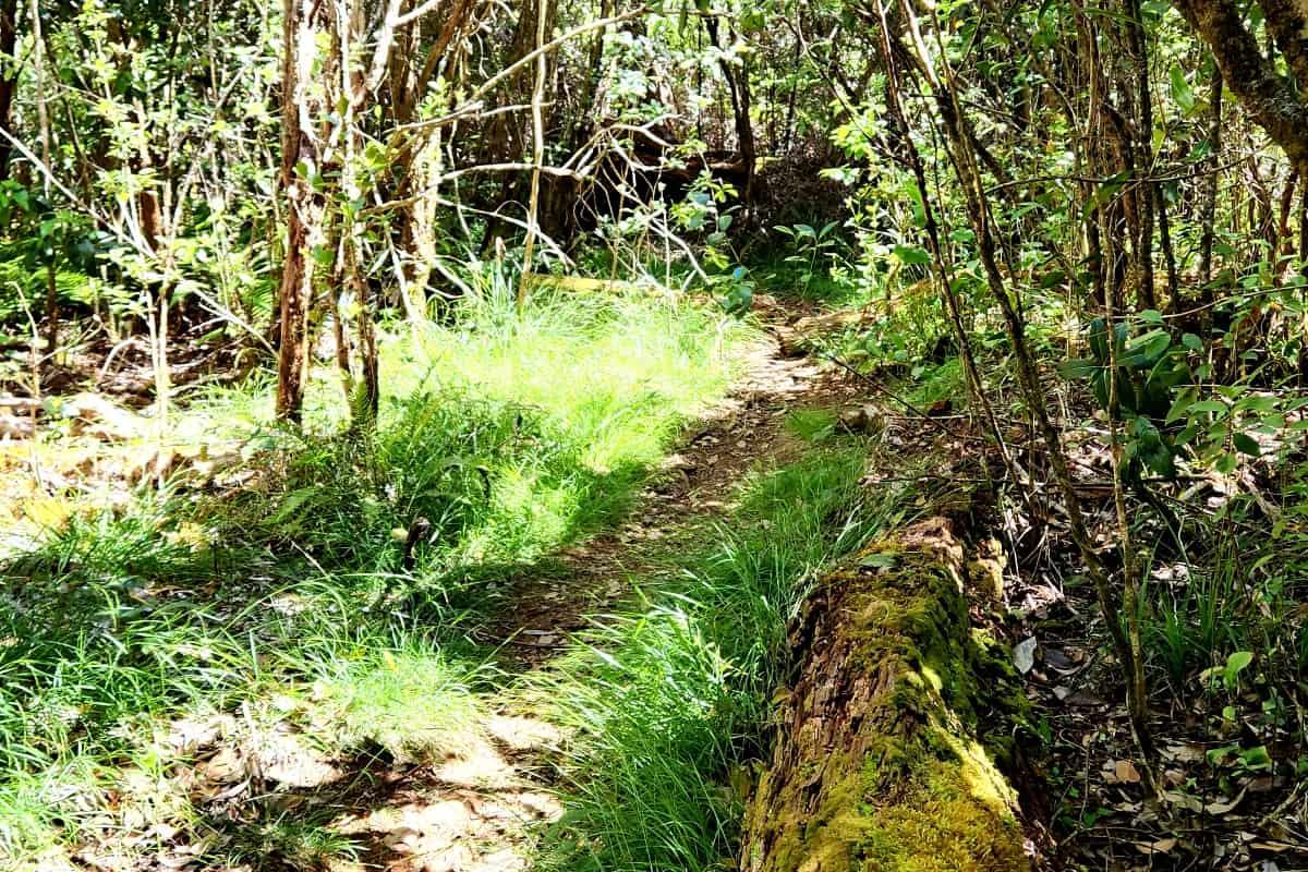 Honopu Ridge Trail path