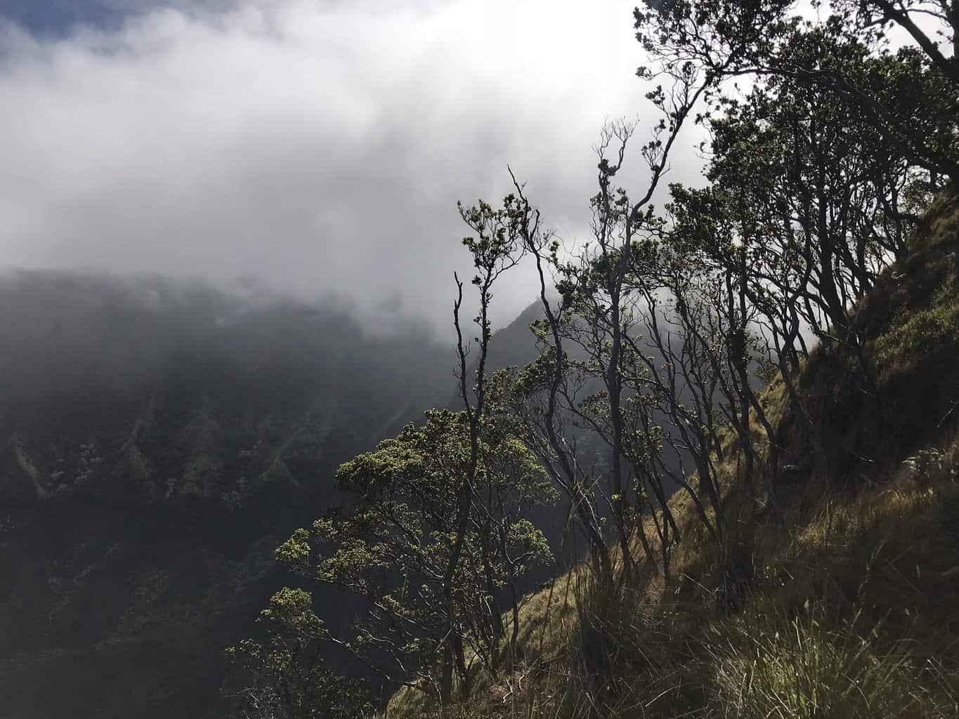 Kalepa Ridge Trail