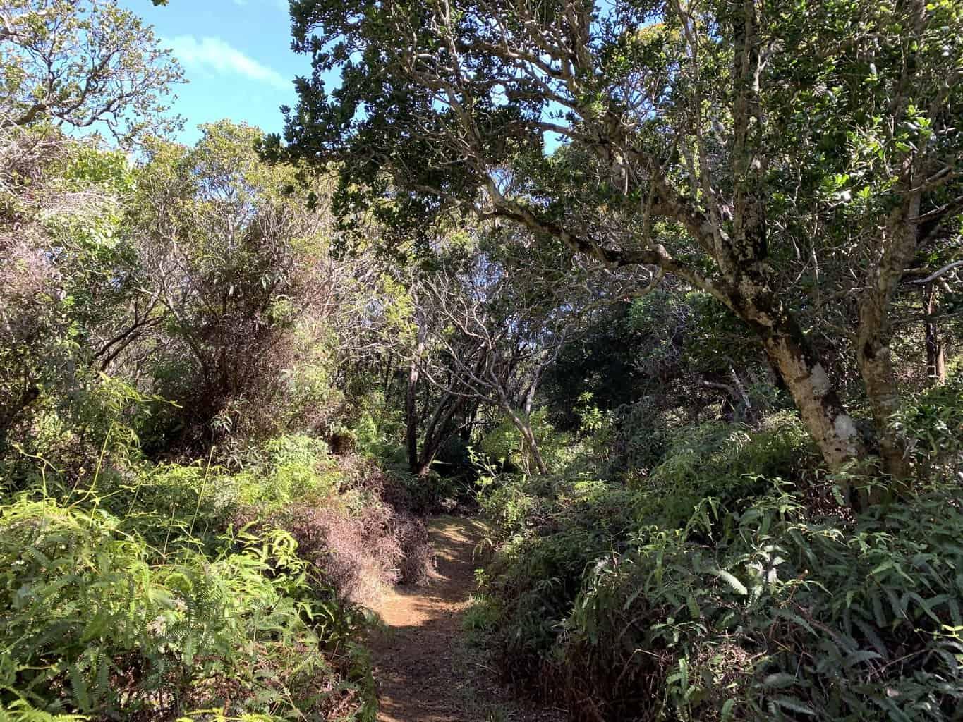 Kaluapuhi Trail