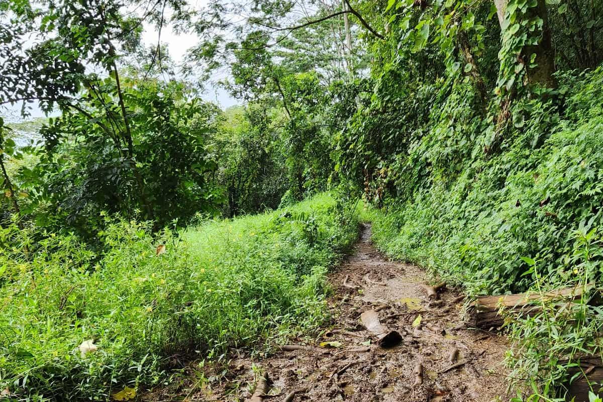 Kuilau Trail forest