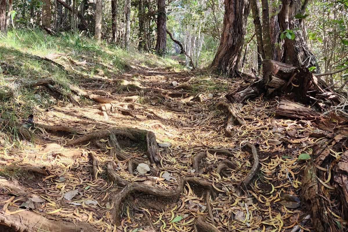 Nualolo Trail hiking path