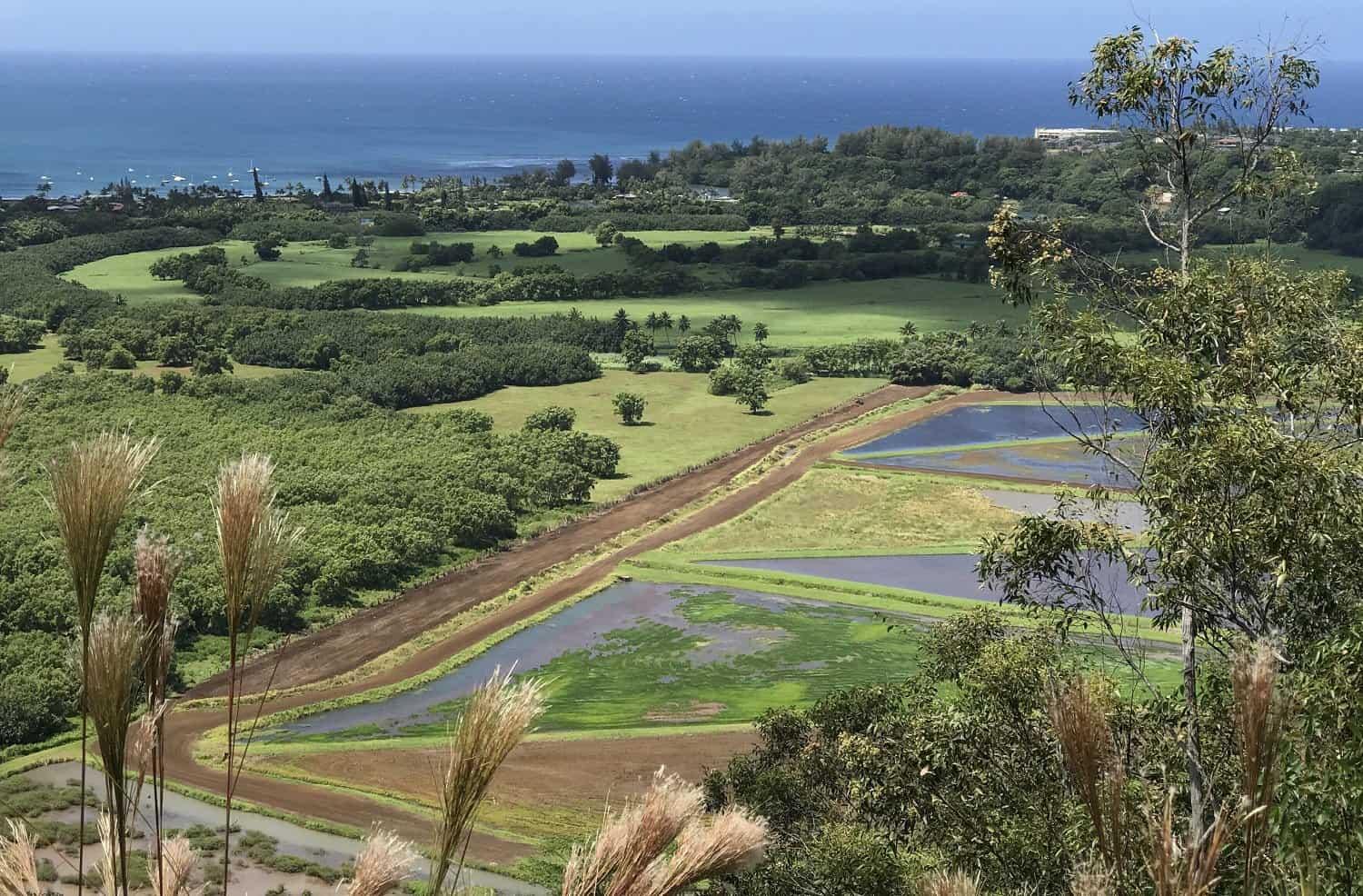 Okolehao Trail