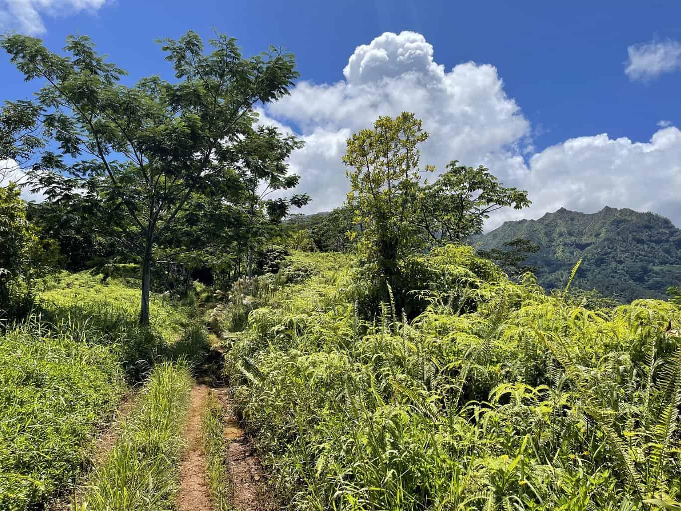 Powerline Trail