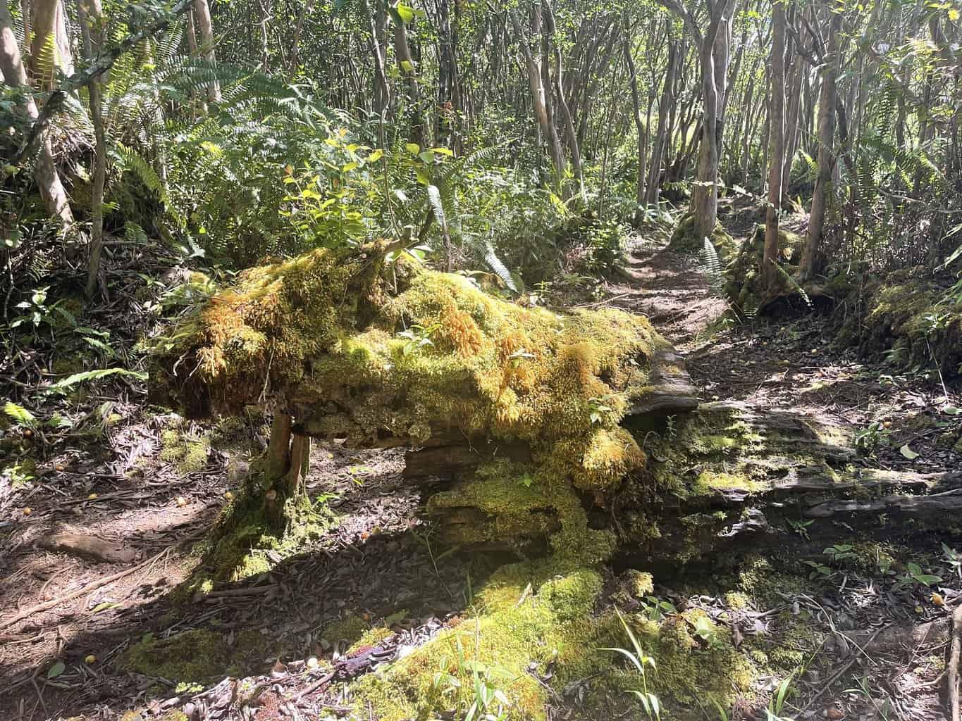 Powerline Trail