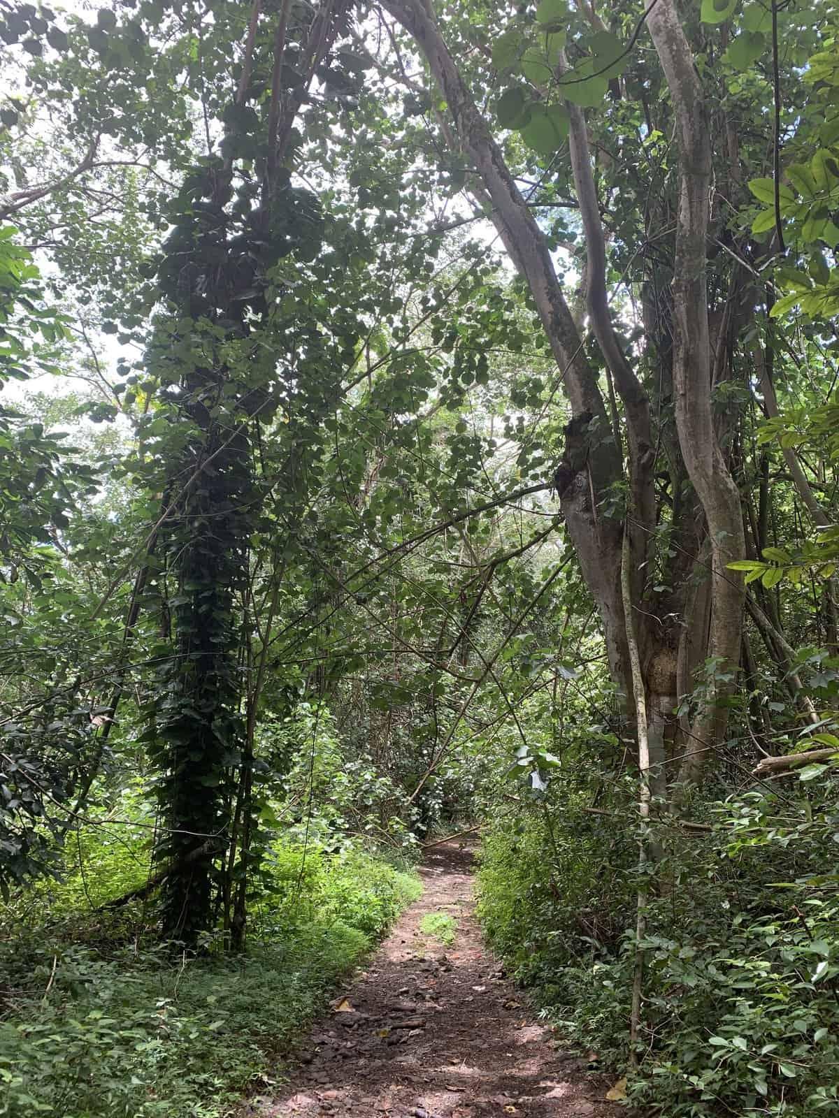 Powerline Trail