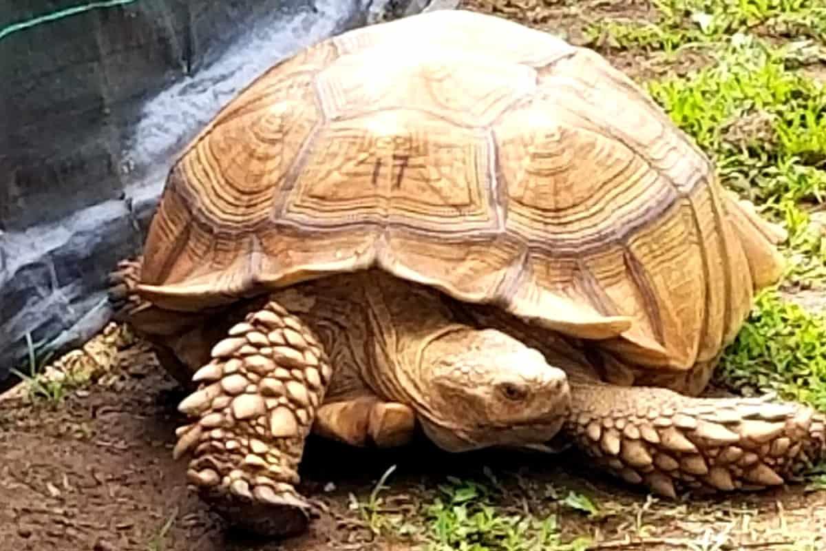 Tortoise Sanctuary