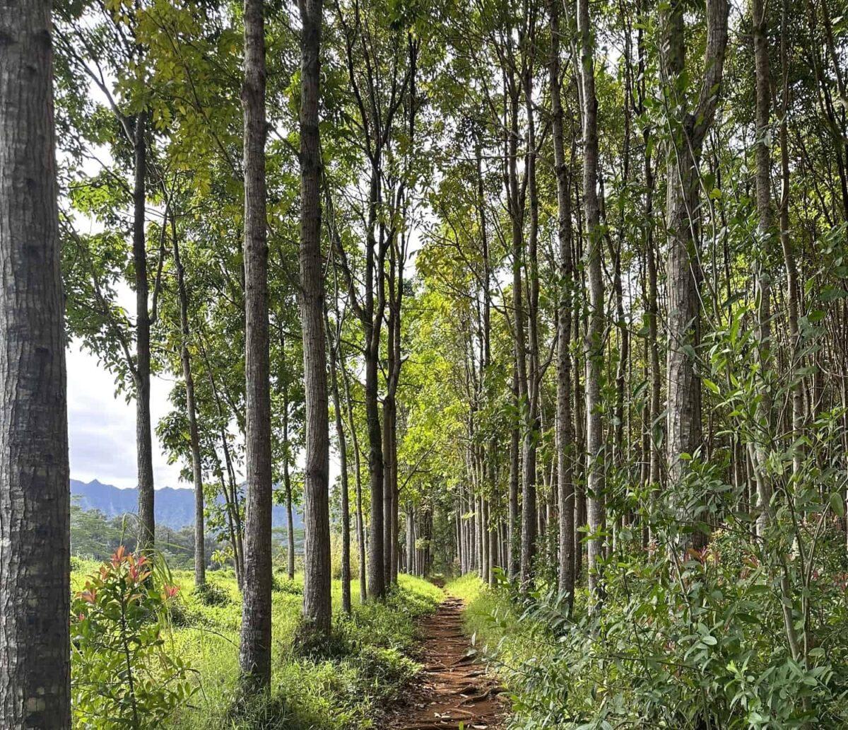 Rows of mahogany trees 