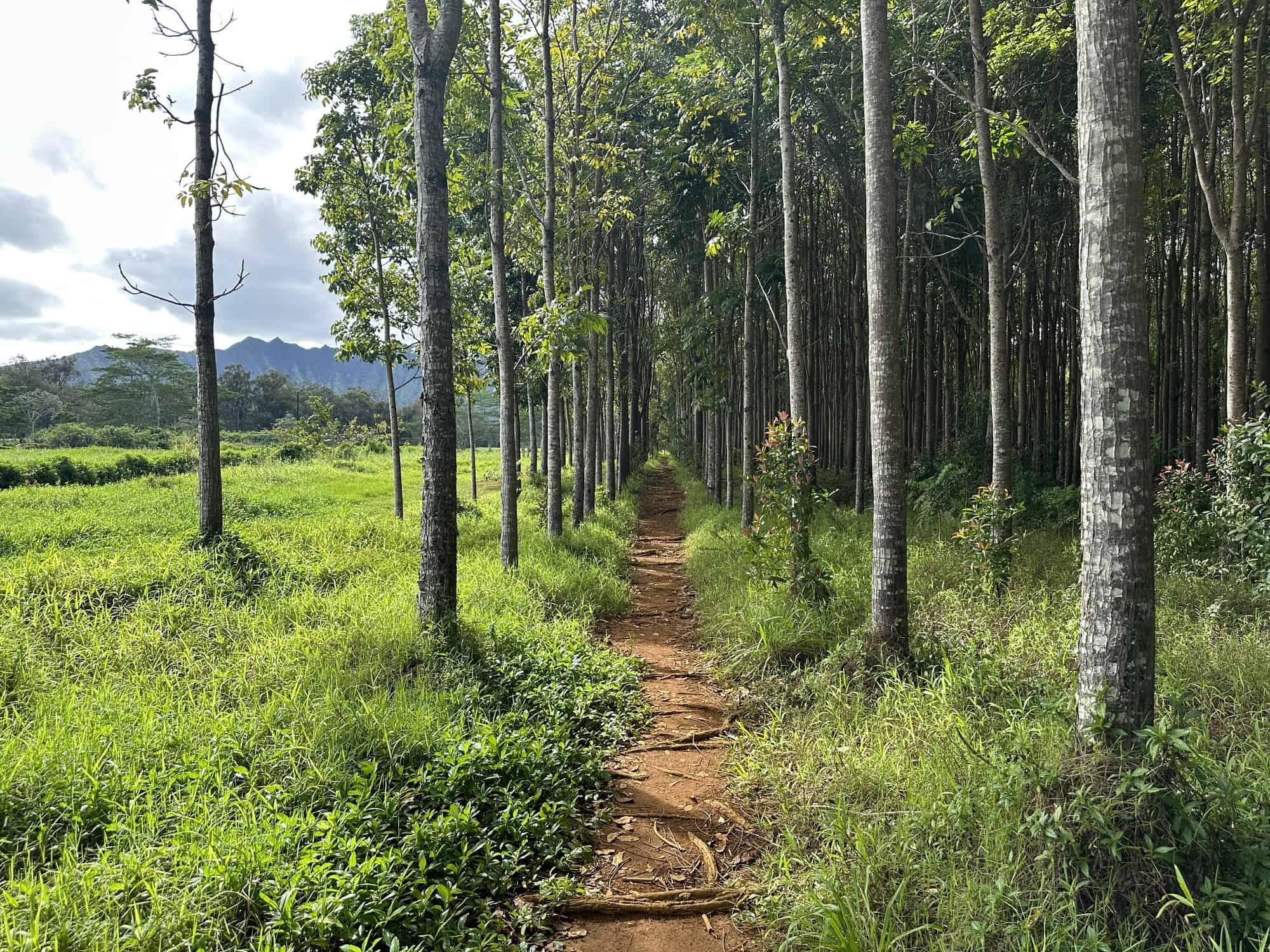 Wai Koa Loop Trail