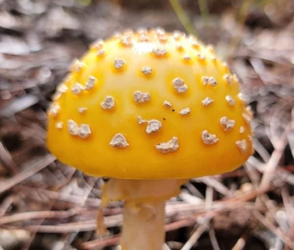 Yellow mushroom