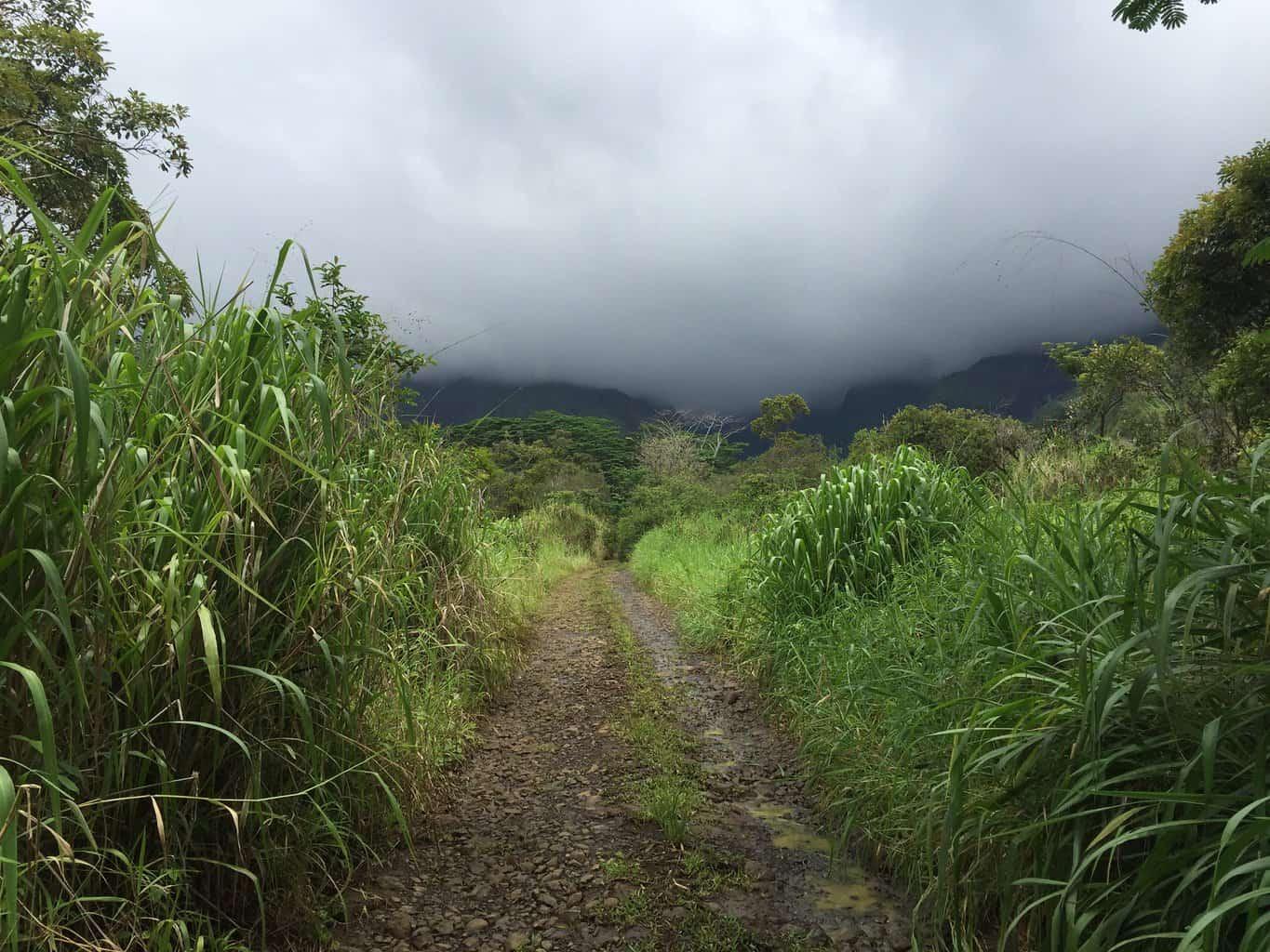 Loop Road Kauai