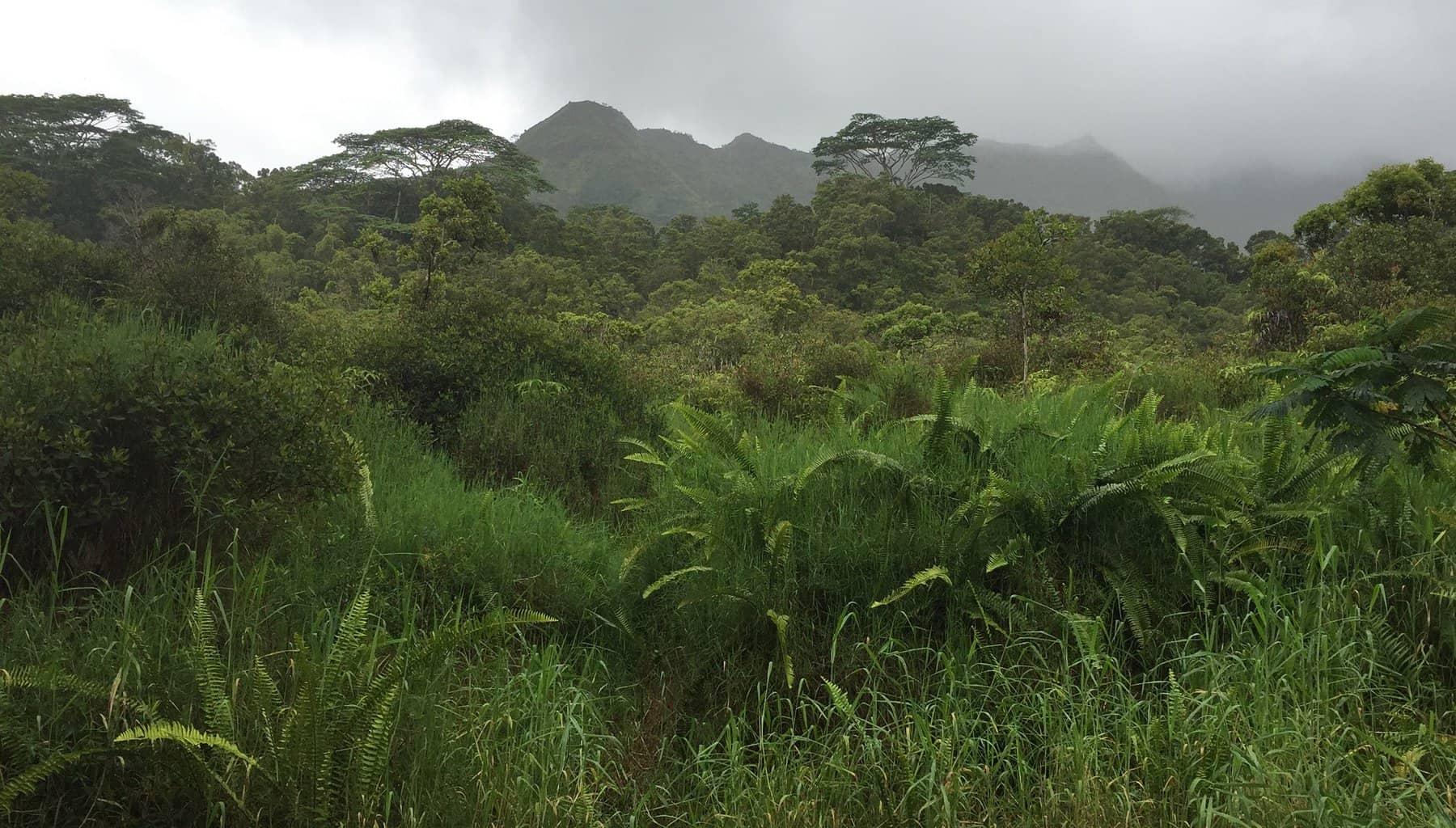 Loop Road Kauai