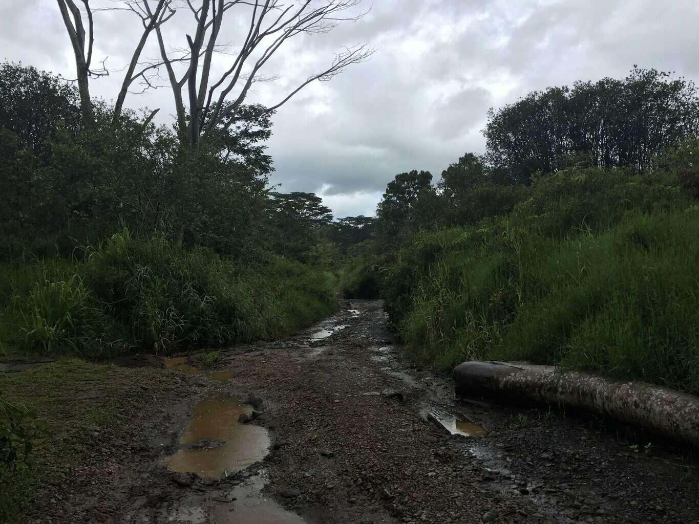 Loop Road | Kauai Travel Blog