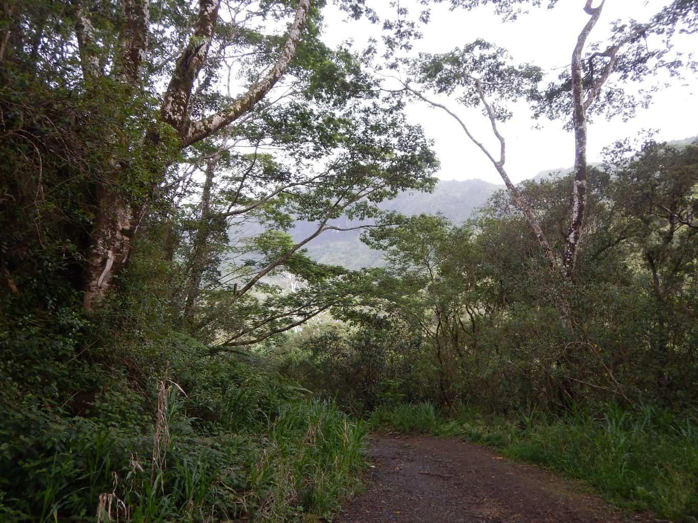 Loop Road Kauai